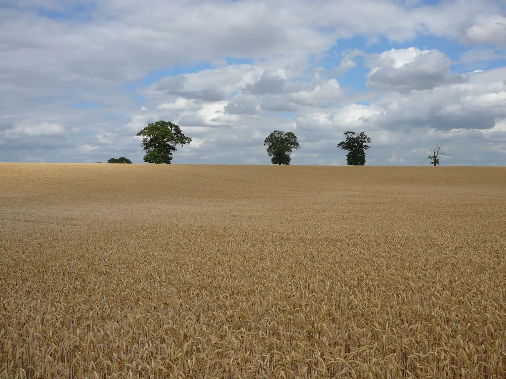 Photo showing: A wheat field with three trees north of Sapiston Covert
