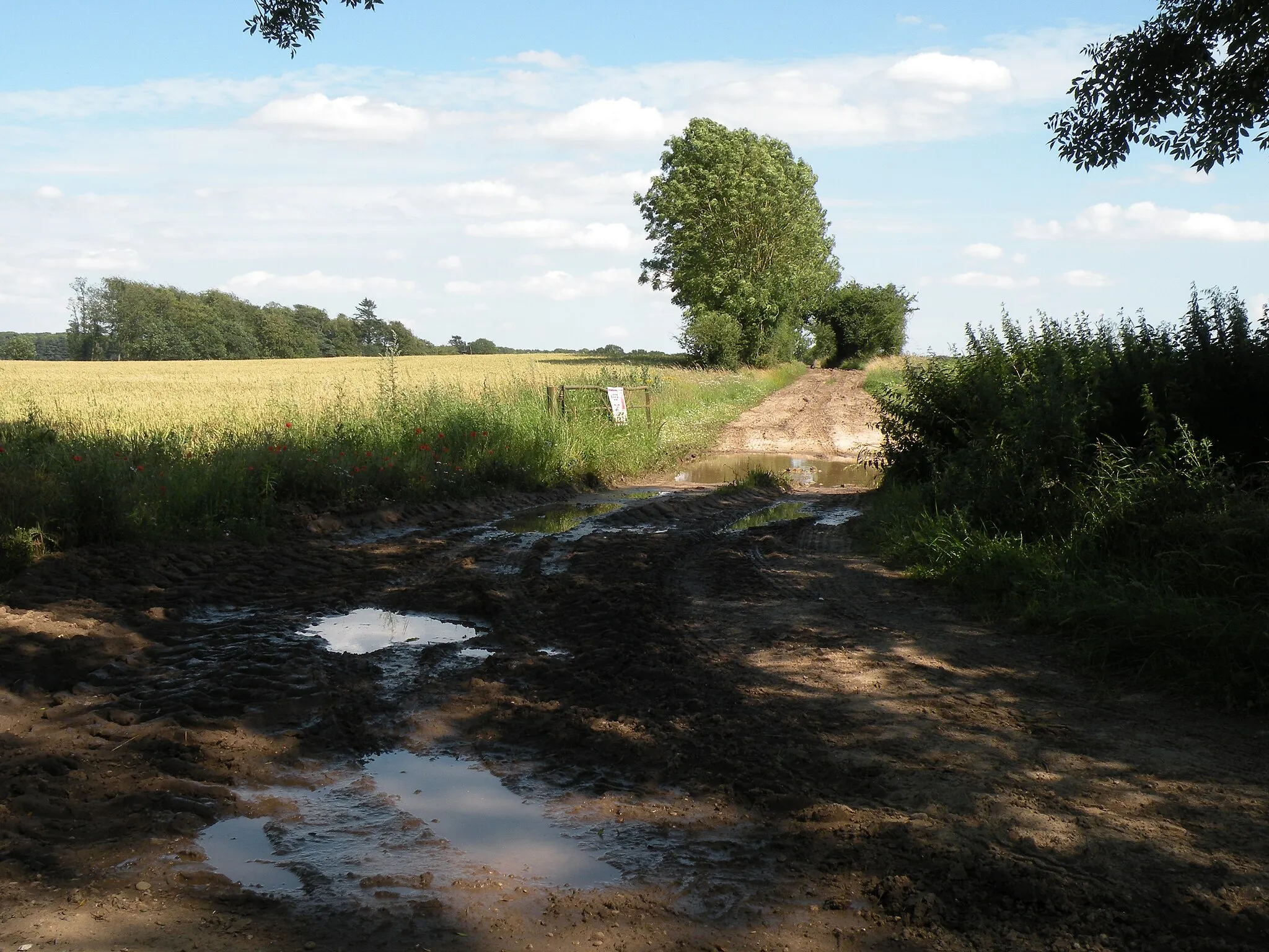 Photo showing: A farm track just north of Gasthorpe