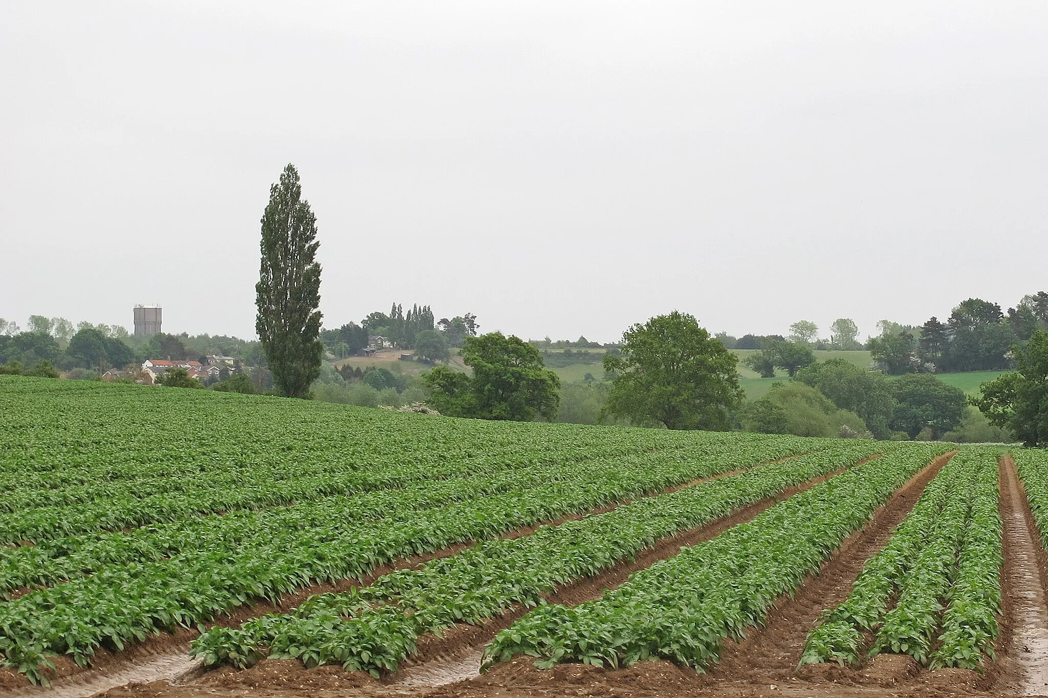 Photo showing: Arable land near Teapot Corner, Shelley