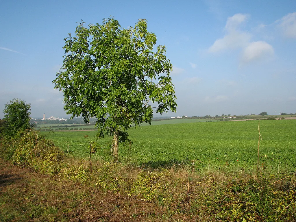 Photo showing: A view from The Gogs