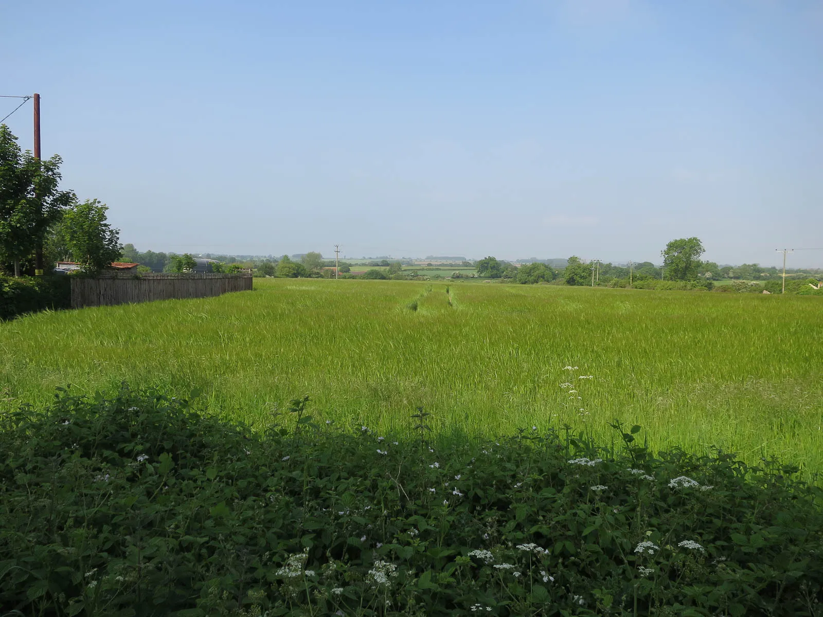 Photo showing: Barley field, Field Dalling