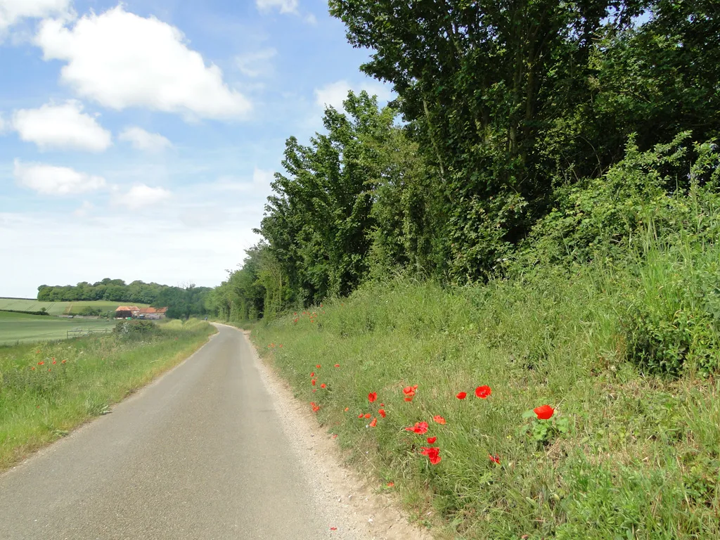 Photo showing: A few poppies by the side of Fring Road