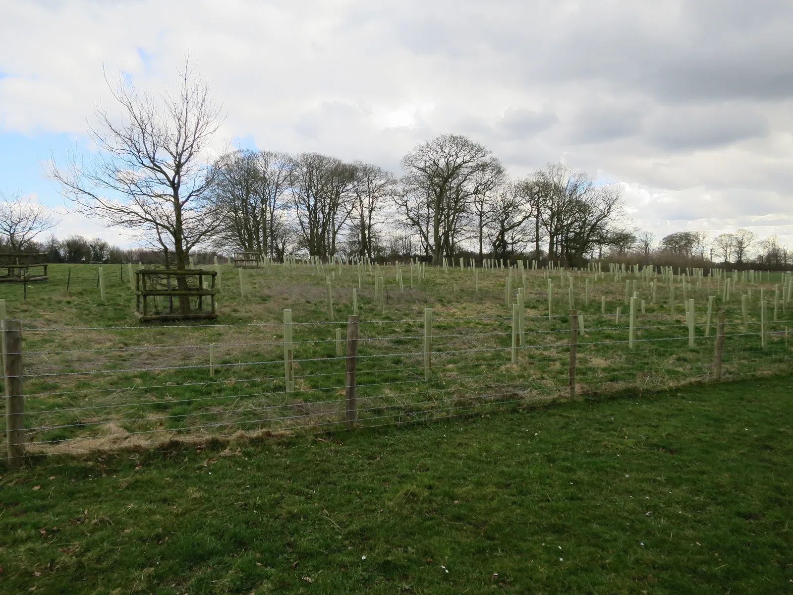Photo showing: Newly planted trees in Felbrigg Park