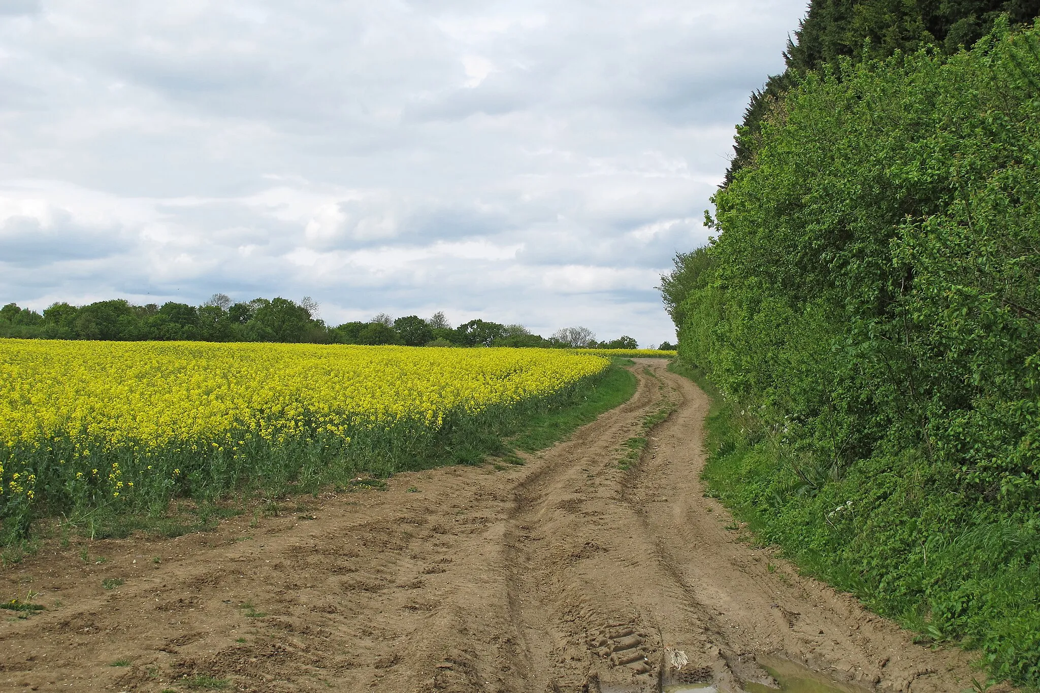 Photo showing: Bridleway on oilseed rape field margin, near Weybridge Farm, Great Yeldham