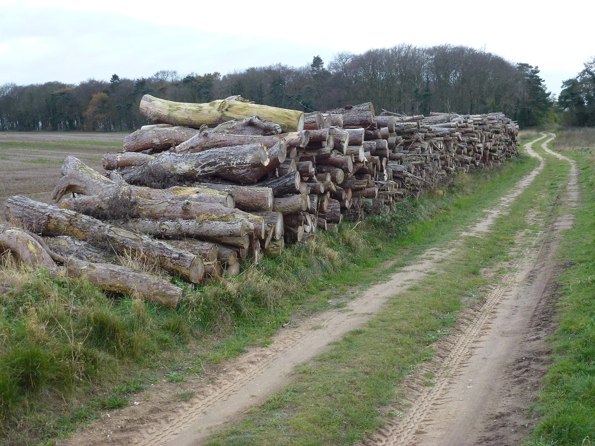 Photo showing: A stack of seasoned logs in Norfolk