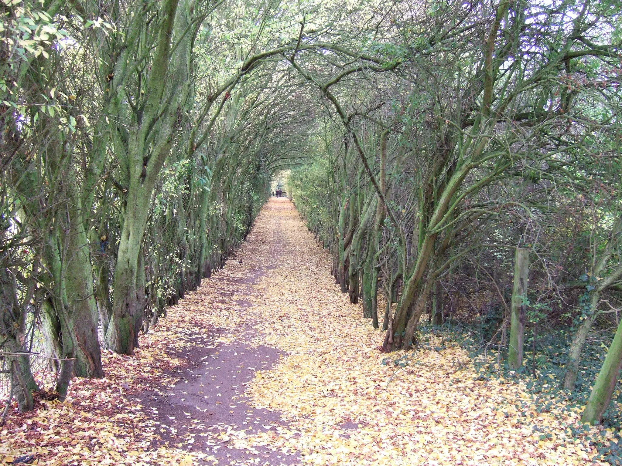 Photo showing: A carpet of golden leaves, Thorpe Wood, Peterborough