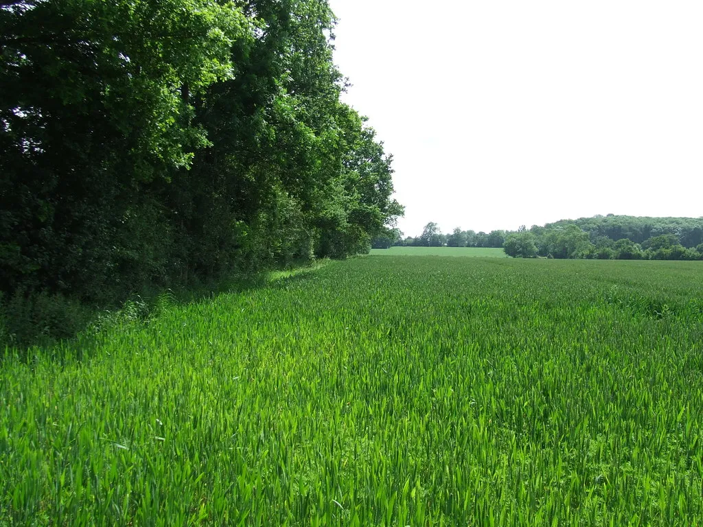 Photo showing: Field Boundary