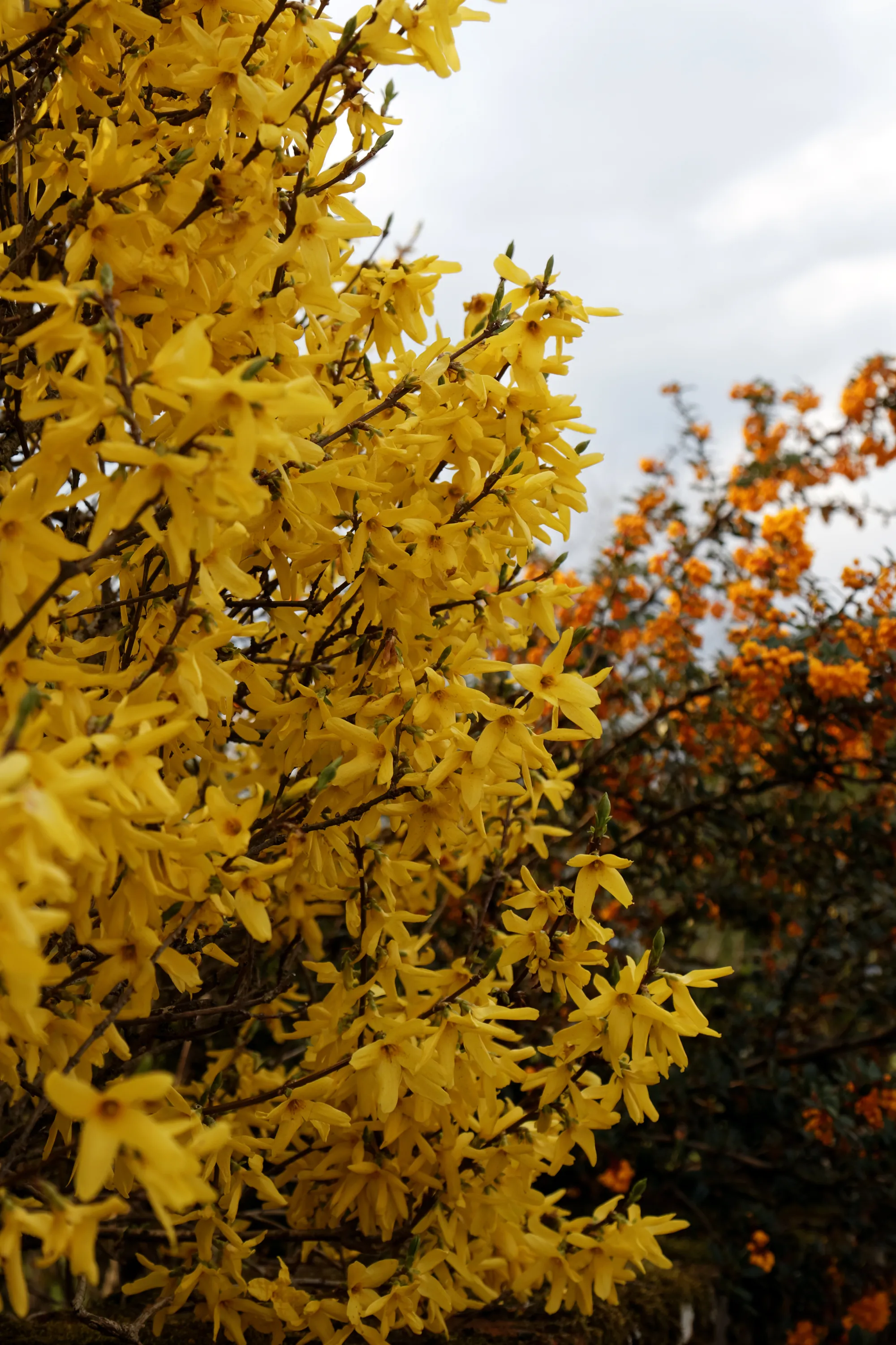 Photo showing: A flowering Forsythia shrub backed by a Berberis darwinii, at the east of the civil parish of Great Saling, Essex, England. Camera: Canon EOS 6D with Canon EF 24-105mm F4L IS USM lens. Software: large RAW file lens-corrected, optimized and downsized with DxO OpticsPro 10 Elite, Viewpoint 2, and Adobe Photoshop CS2.