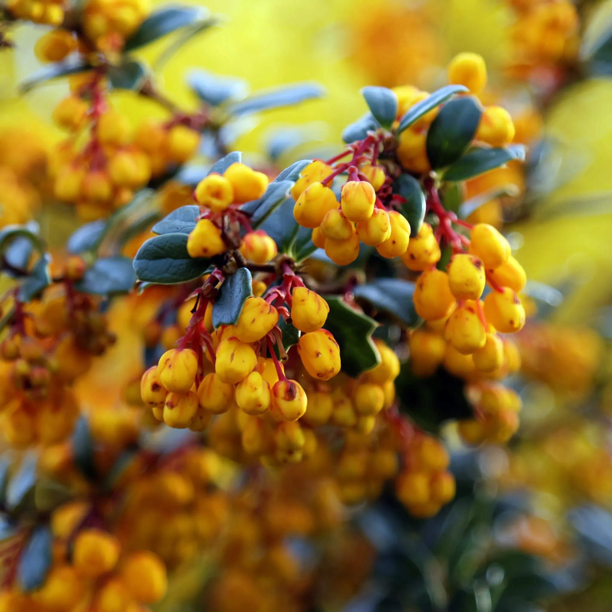 Photo showing: A flowering Berberis darwinii shrub at the east of the civil parish of Great Saling, Essex, England. Camera: Canon EOS 6D with Canon EF 24-105mm F4L IS USM lens. Software: large RAW file lens-corrected, optimized and downsized with DxO OpticsPro 10 Elite, Viewpoint 2, and Adobe Photoshop CS2.