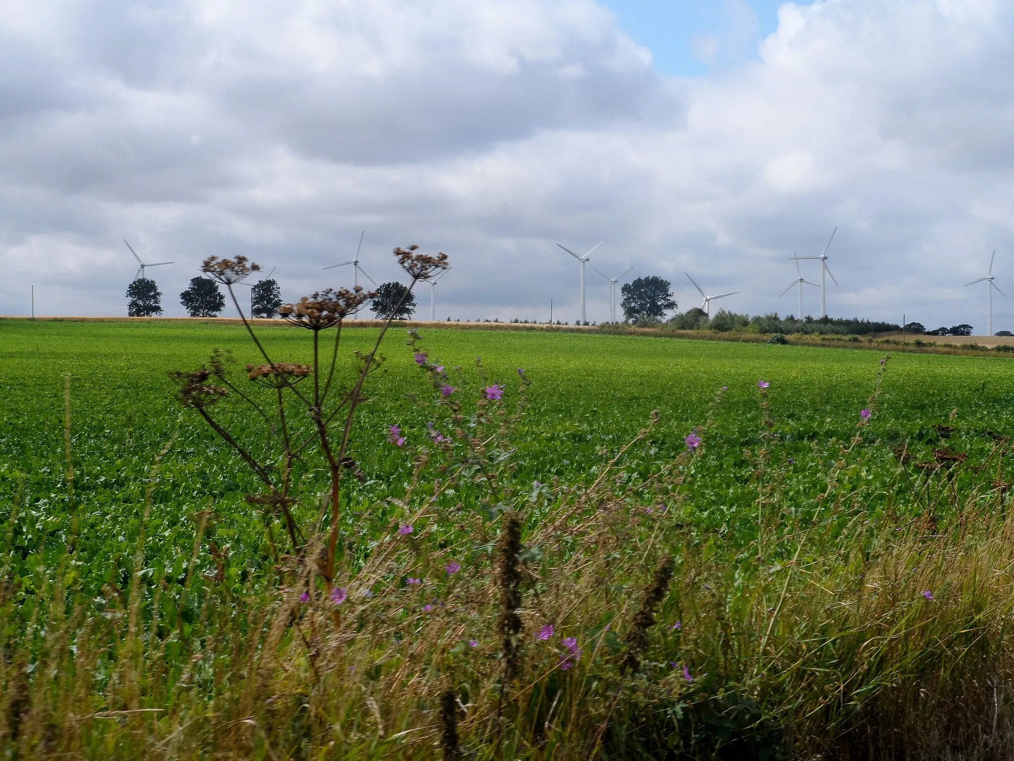 Photo showing: Arable land, hedgerow flowers and wind turbines