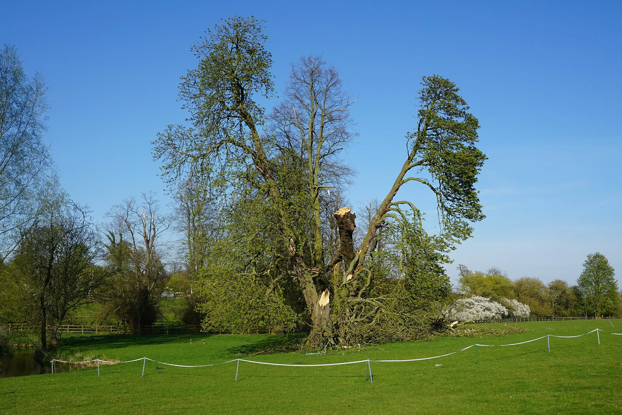Photo showing: Damaged tree in Denston Park