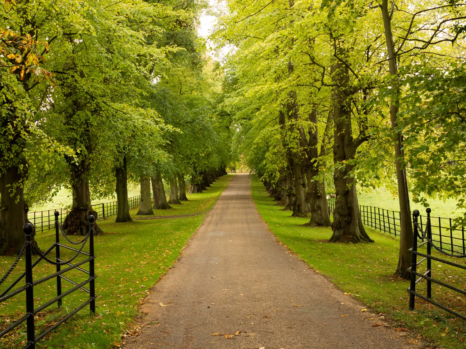 Photo showing: Avenue of trees alongside drive to Denston Hall