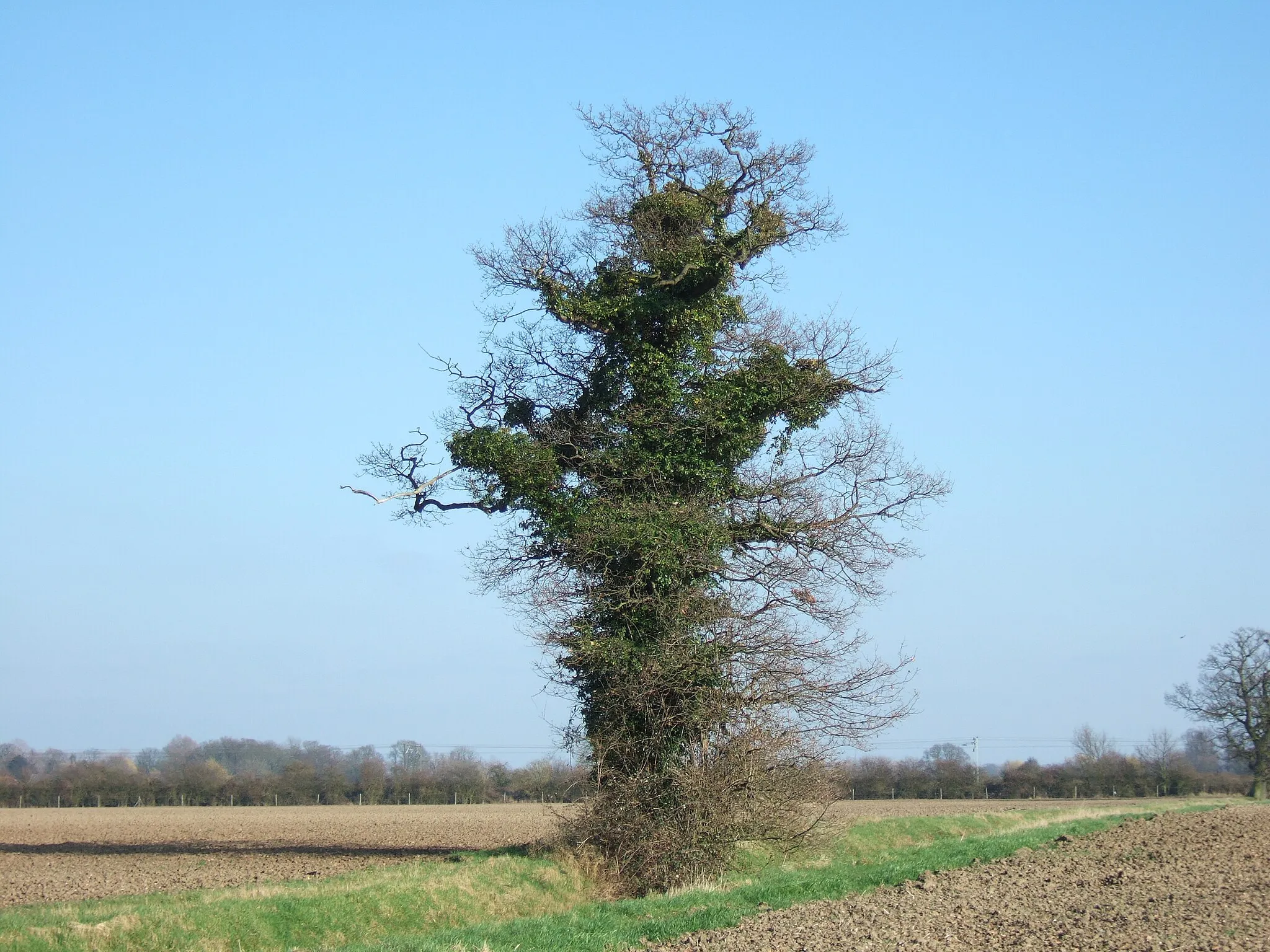 Photo showing: A remote ivy covered tree