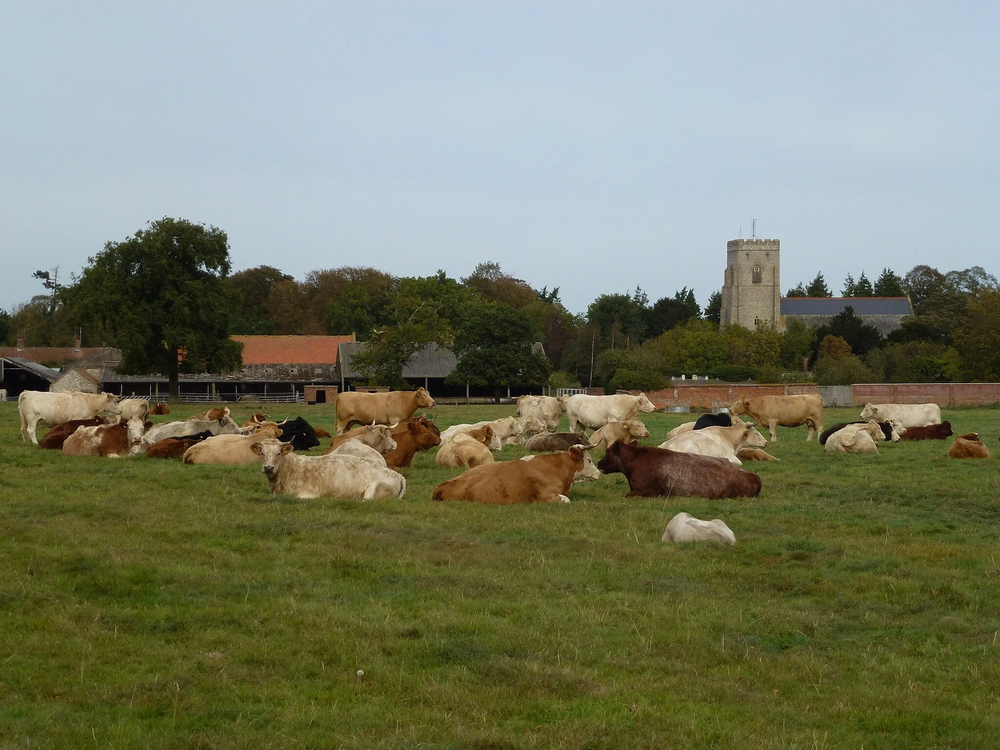 Photo showing: Cattle at Hall Farm Docking