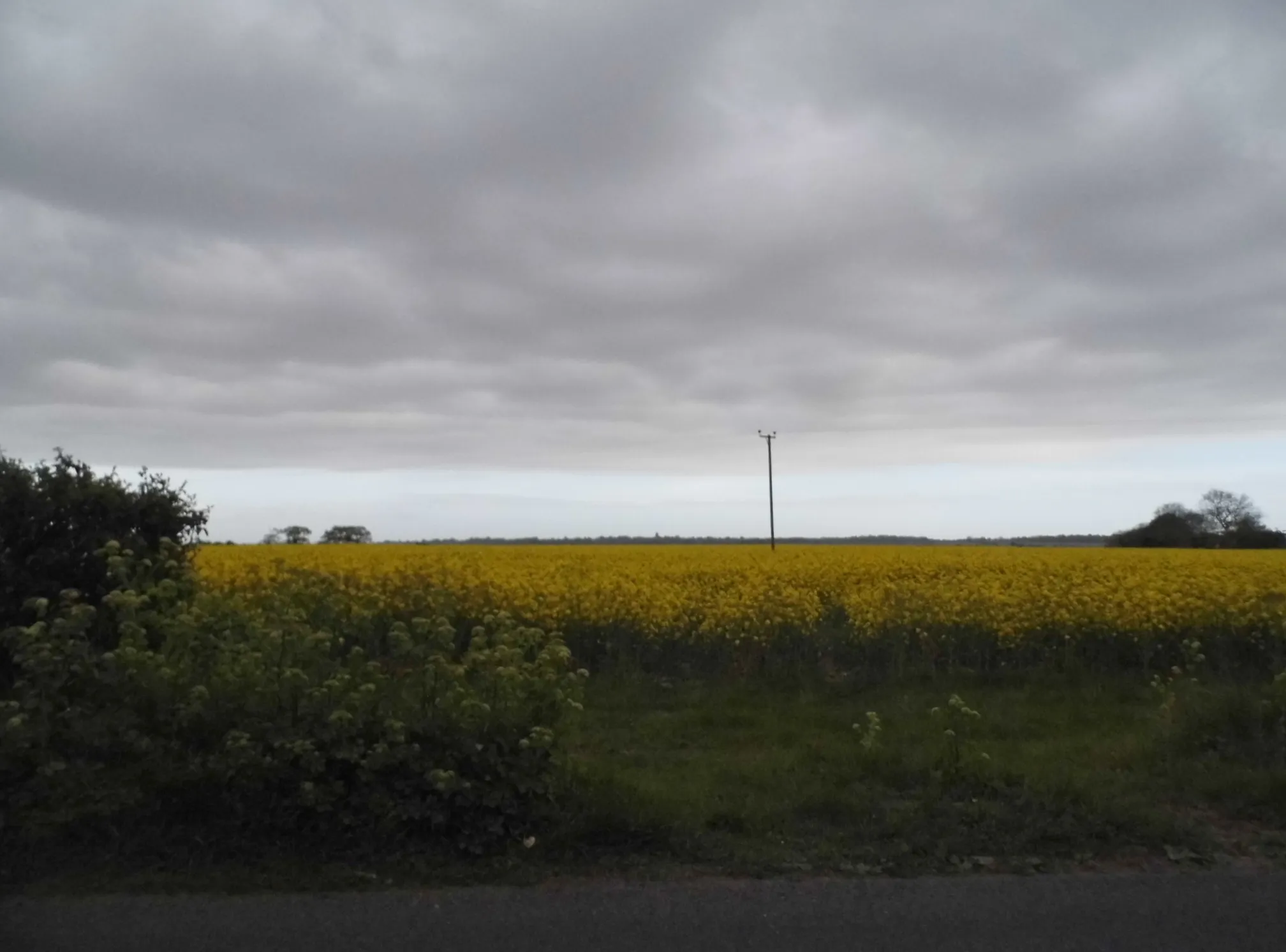 Photo showing: Rape field by the A1095 near Reydon