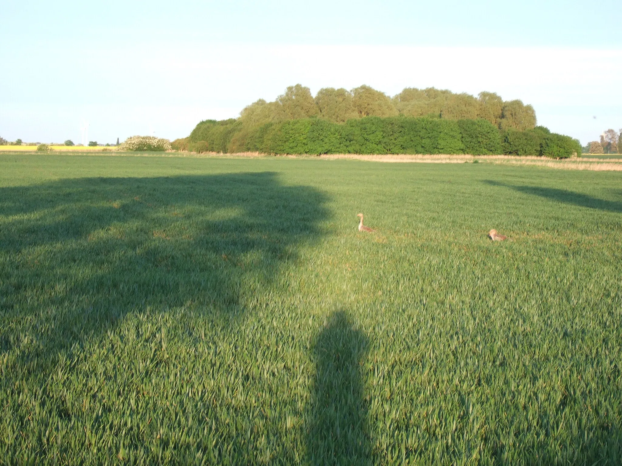 Photo showing: A copse on the horizon