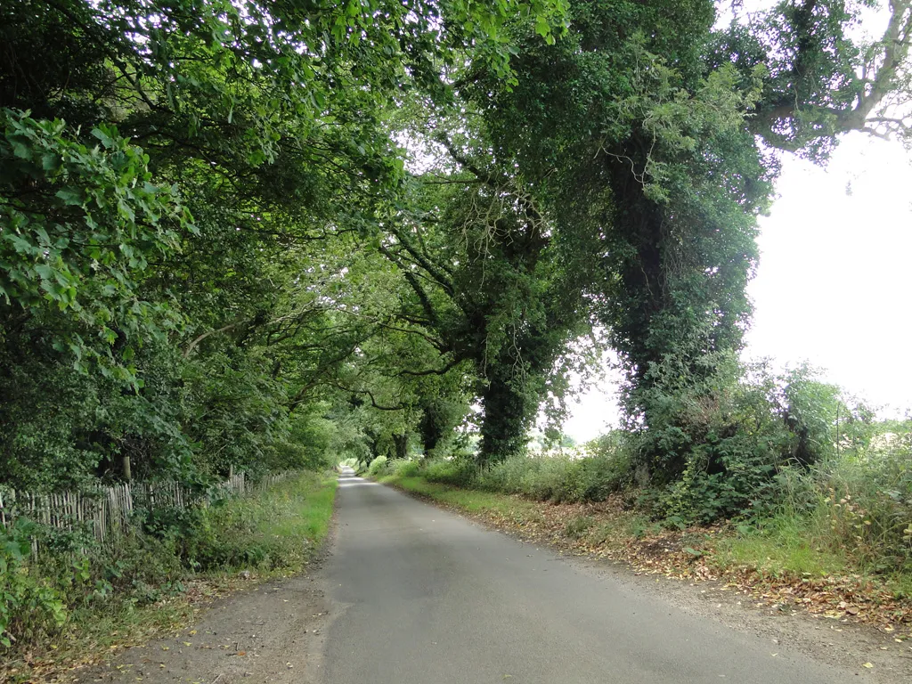 Photo showing: Burntwood Lane with Burnt Wood on the left