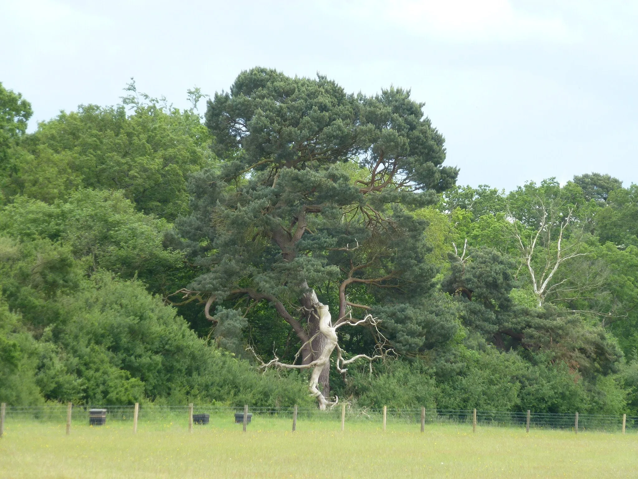 Photo showing: Contorted tree in Pridgeon's Belt