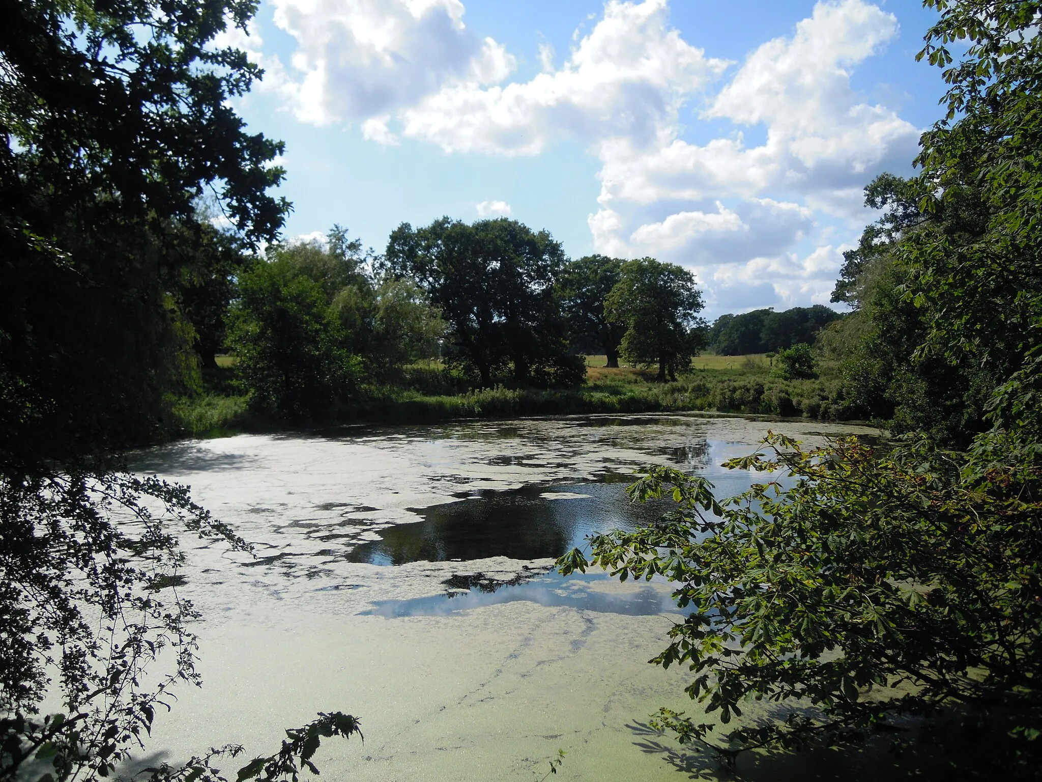 Photo showing: A pond on the estate of Barningham Hall, Norfolk