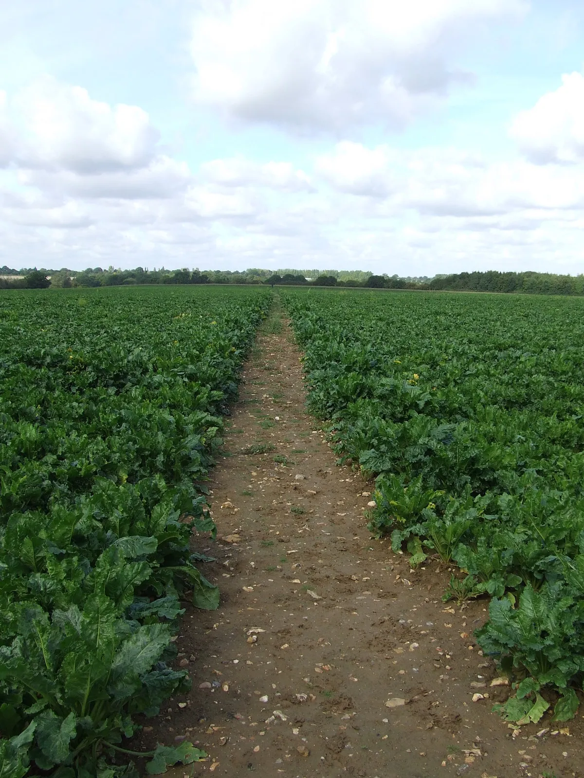 Photo showing: Footpath Through The Beet