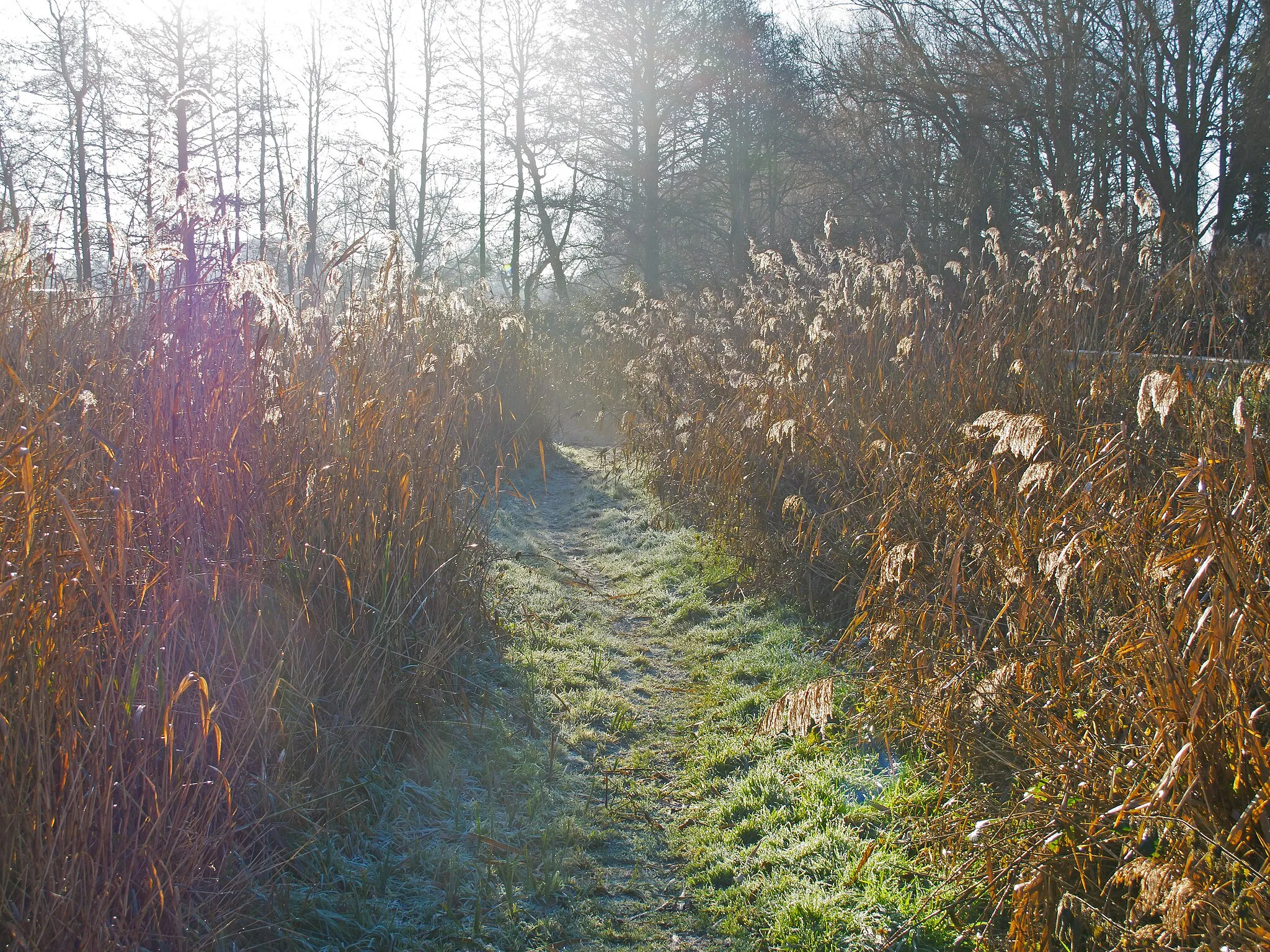 Photo showing: A frosty morning at Carlton Marshes
