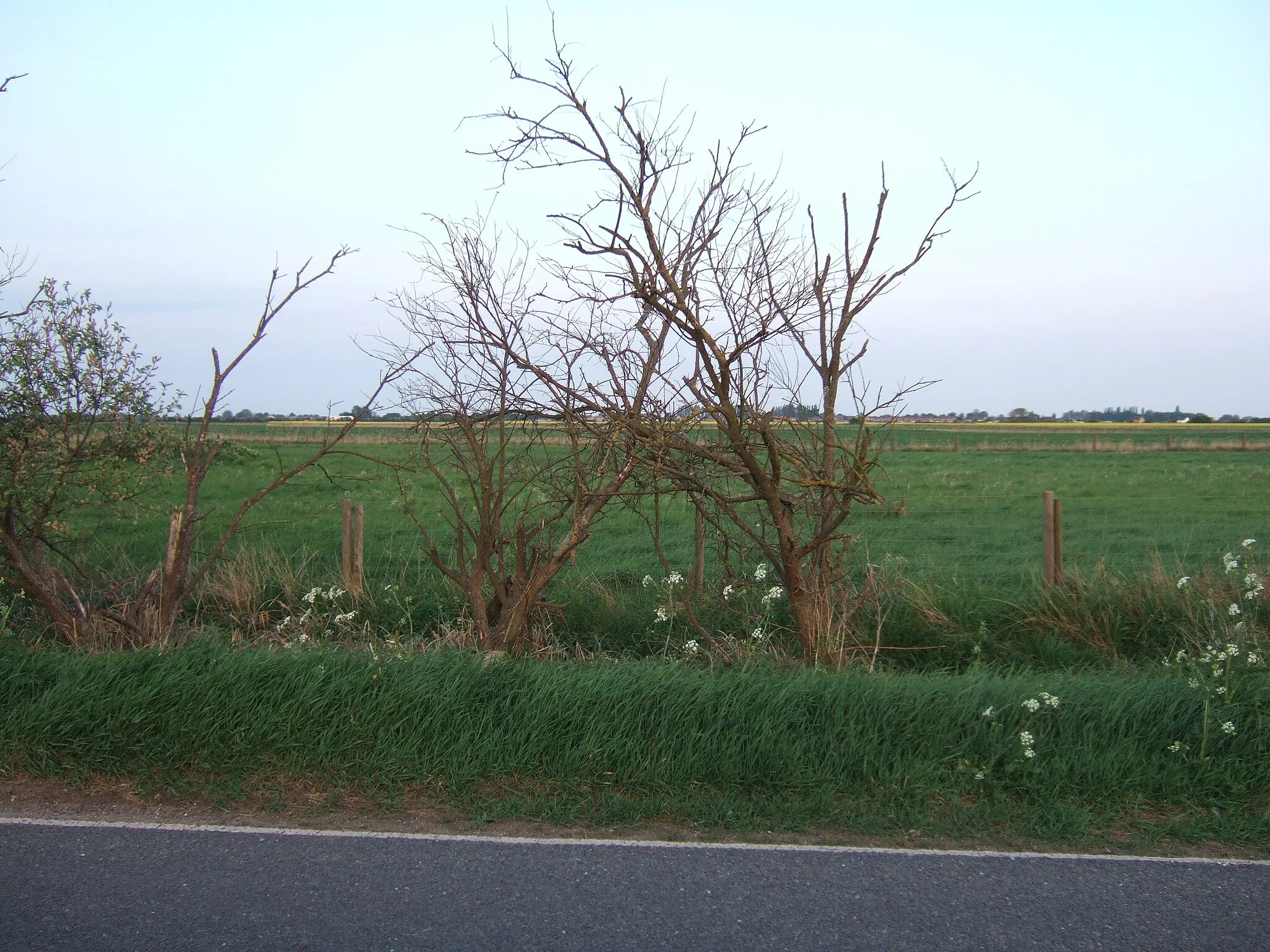 Photo showing: Bushes and fields on Long Drove, Parson Drove