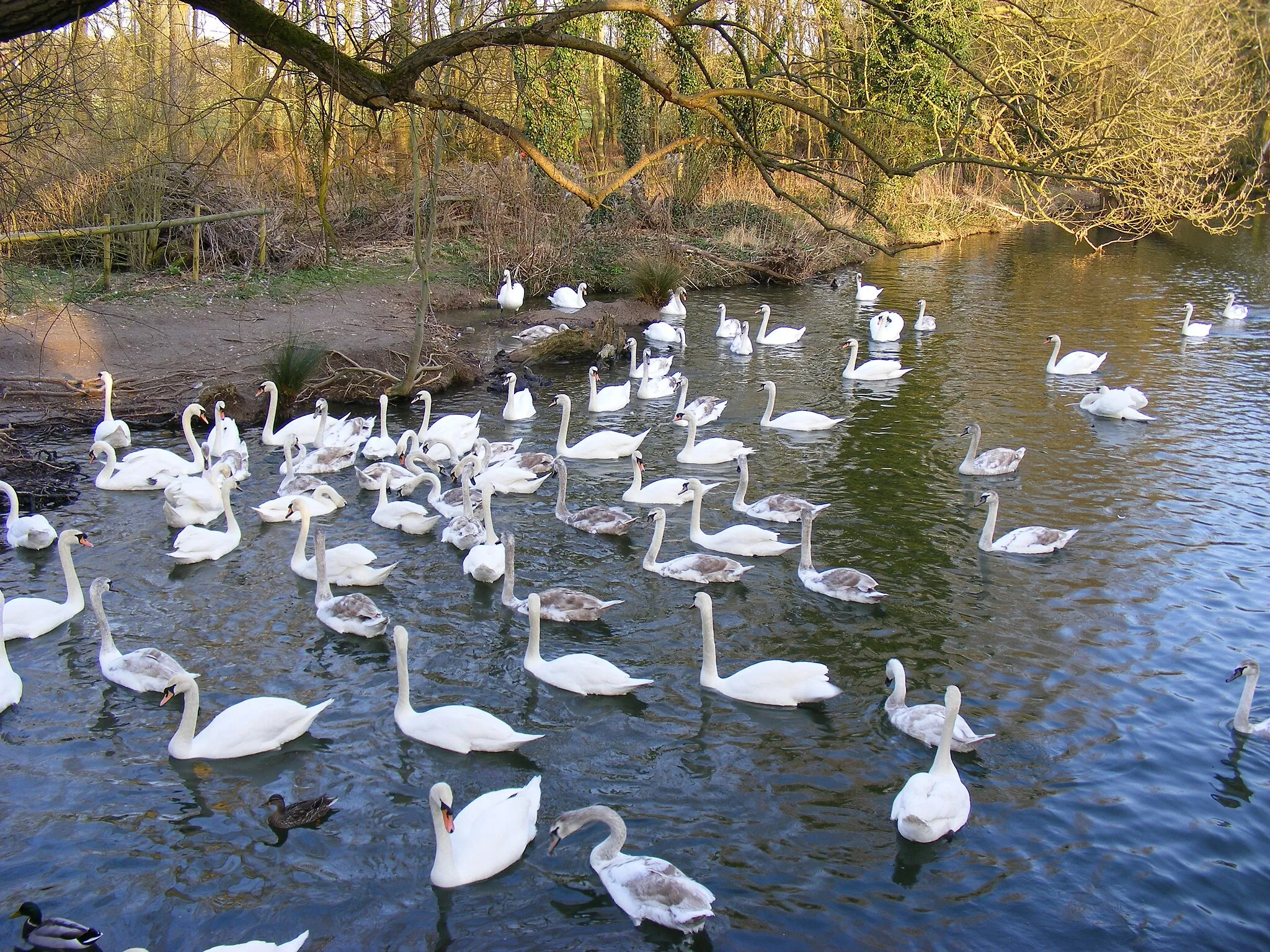 Photo showing: Swans on River Stour at Brundon