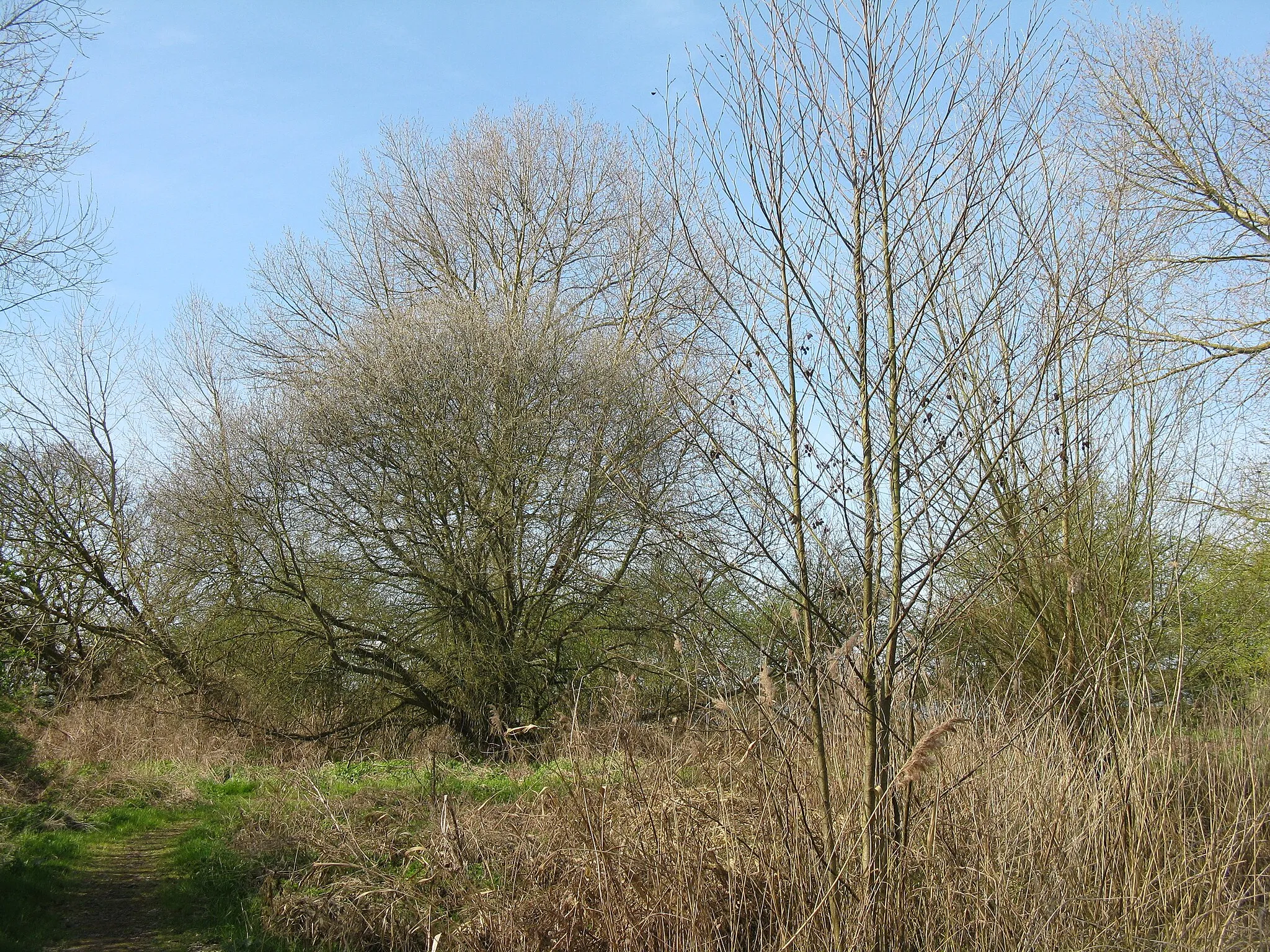 Photo showing: Alder and Willow by Paddy's pond