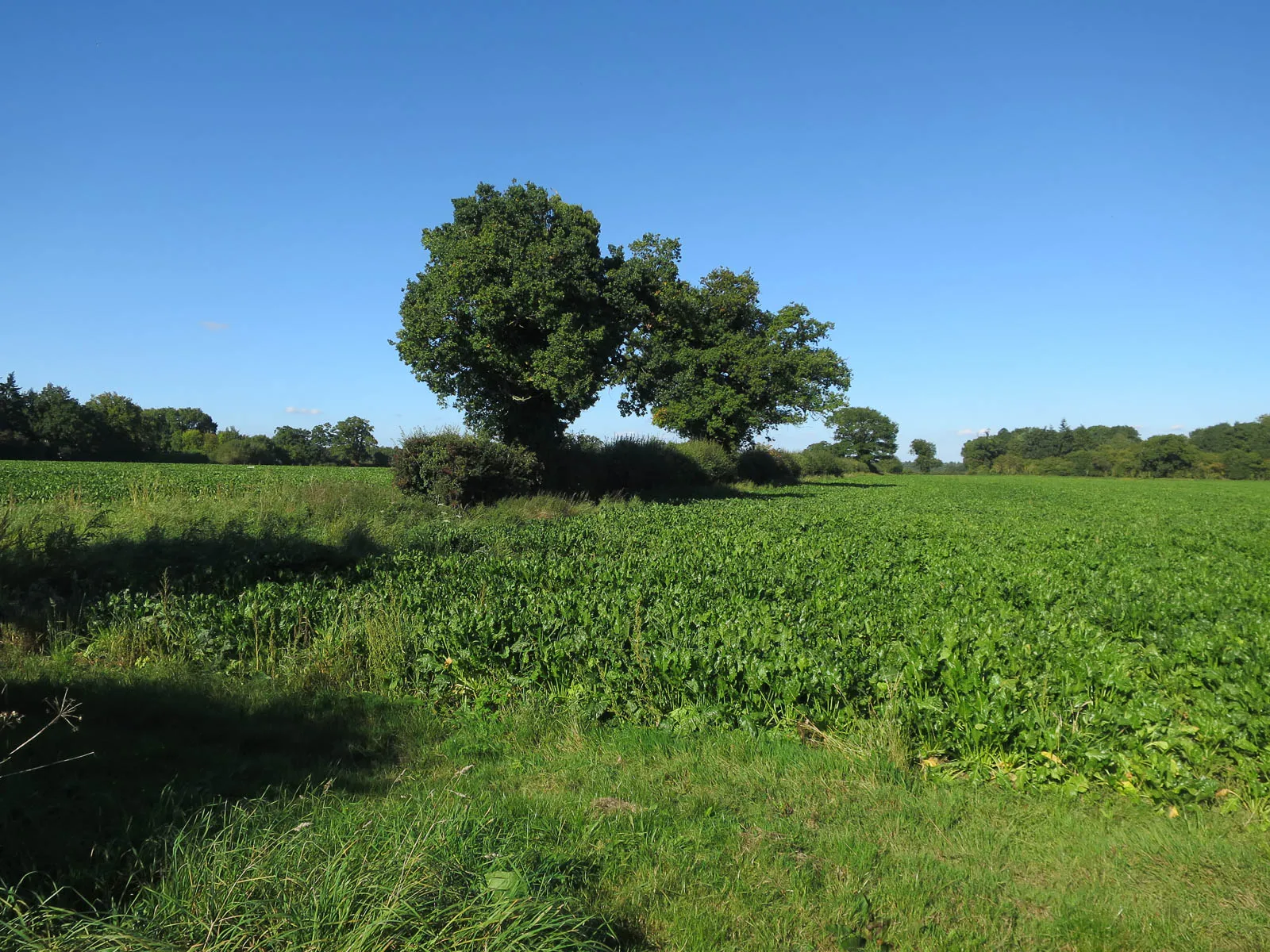 Photo showing: Fields off Burdock Lane