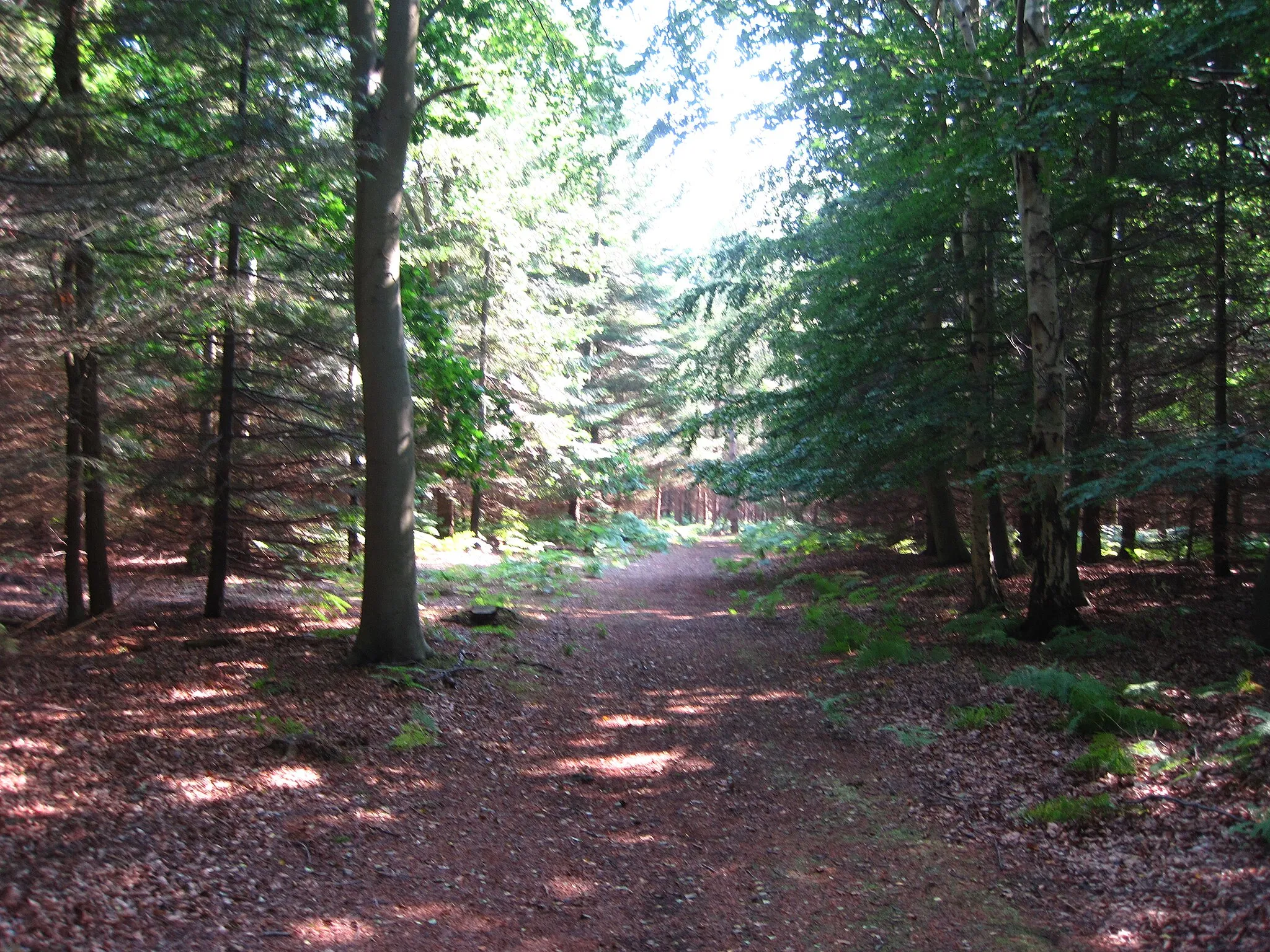 Photo showing: Track in Rendlesham Forest
