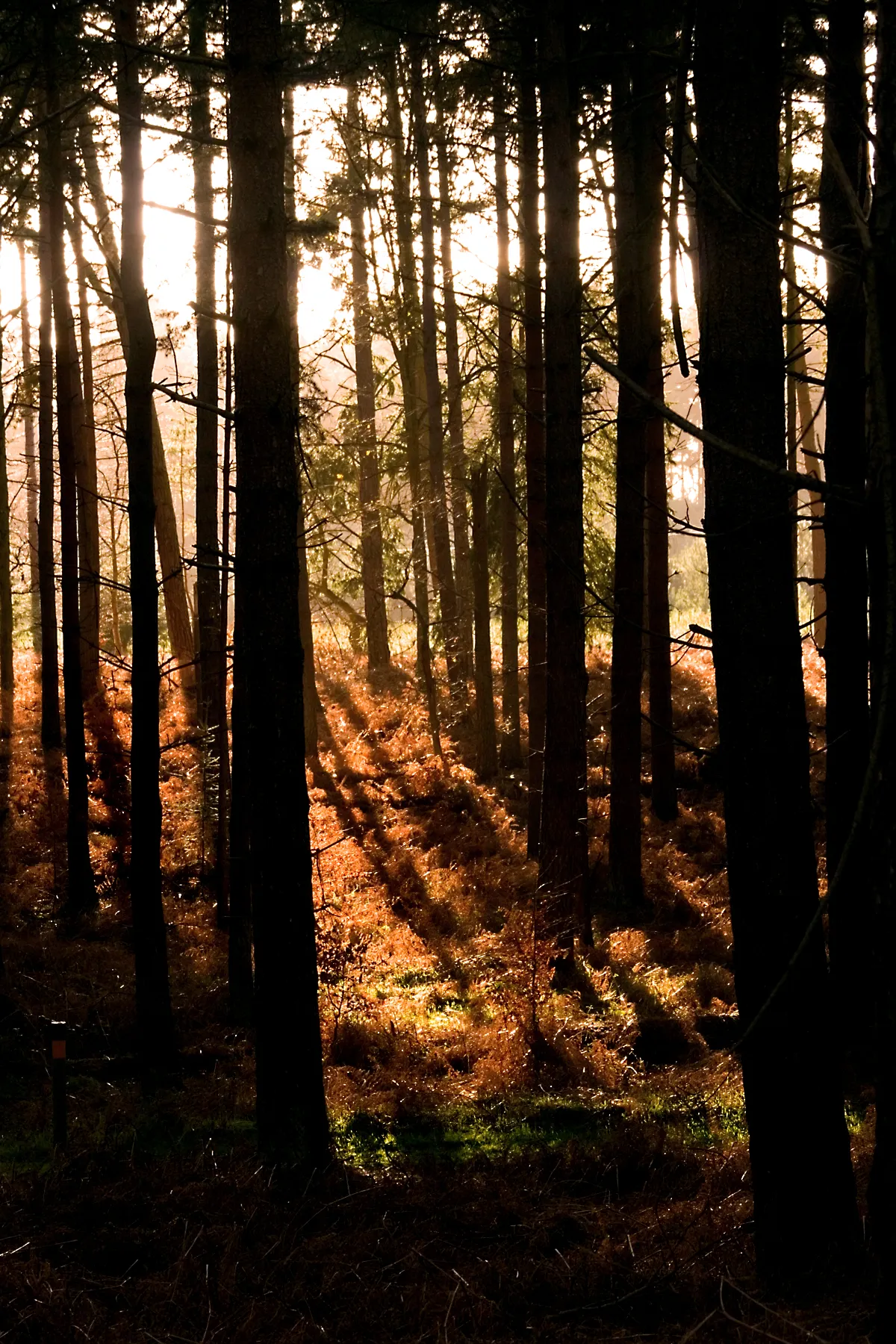 Photo showing: Thetford Forest on New Years Day 2007