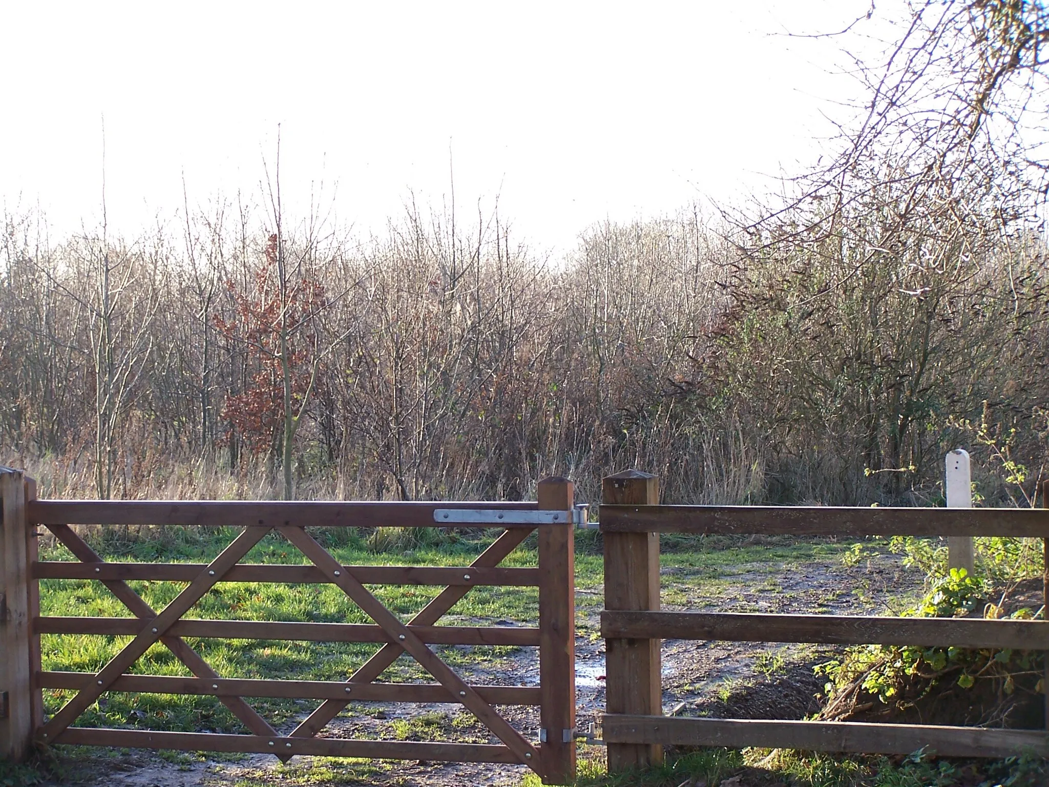 Photo showing: The Millennium Wood