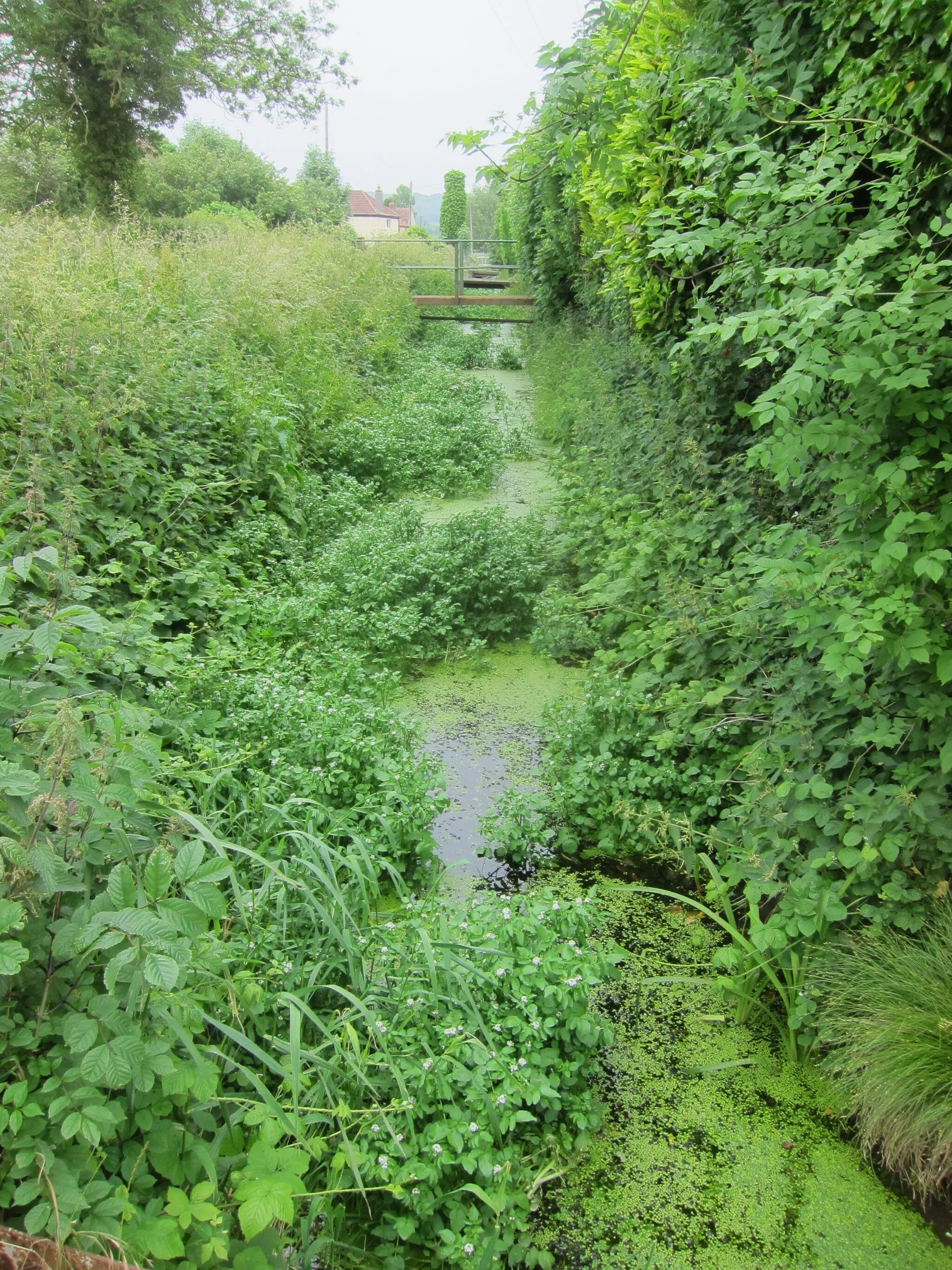 Photo showing: A verdent rhine with prolific watercress and moorhen