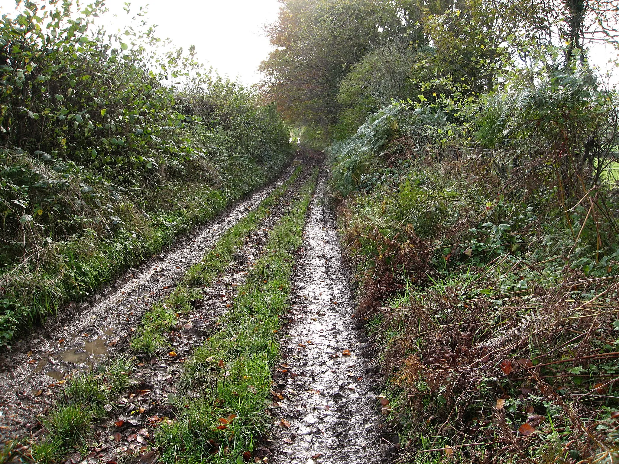 Photo showing: Bridleway leading from Calcot Hall