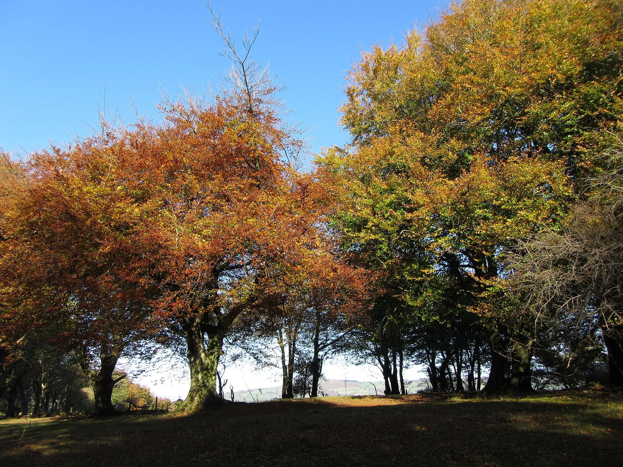 Photo showing: Autumn colours in Coed Cefn Onn