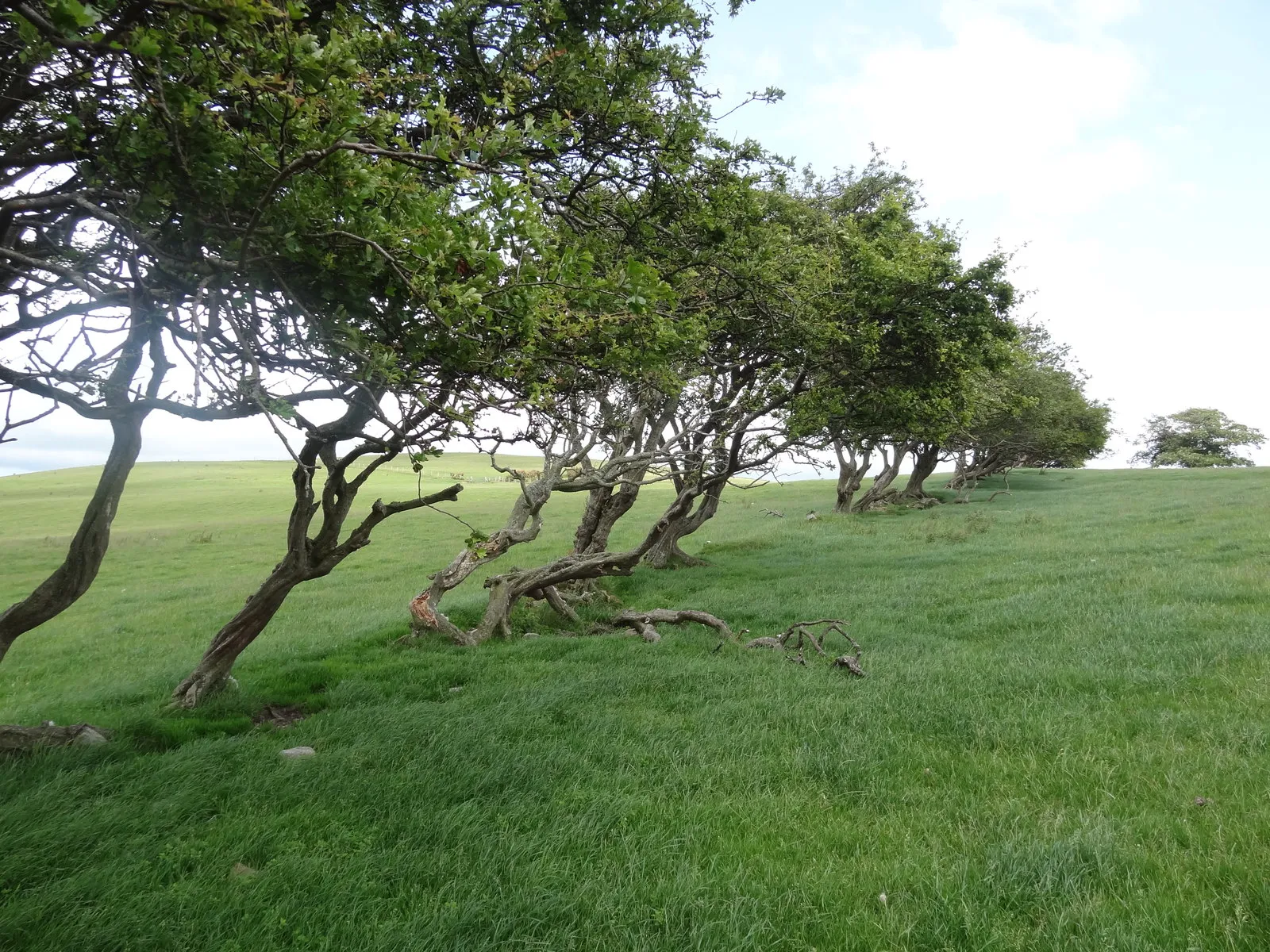 Photo showing: Windswept hawthorns on Bryn Golau