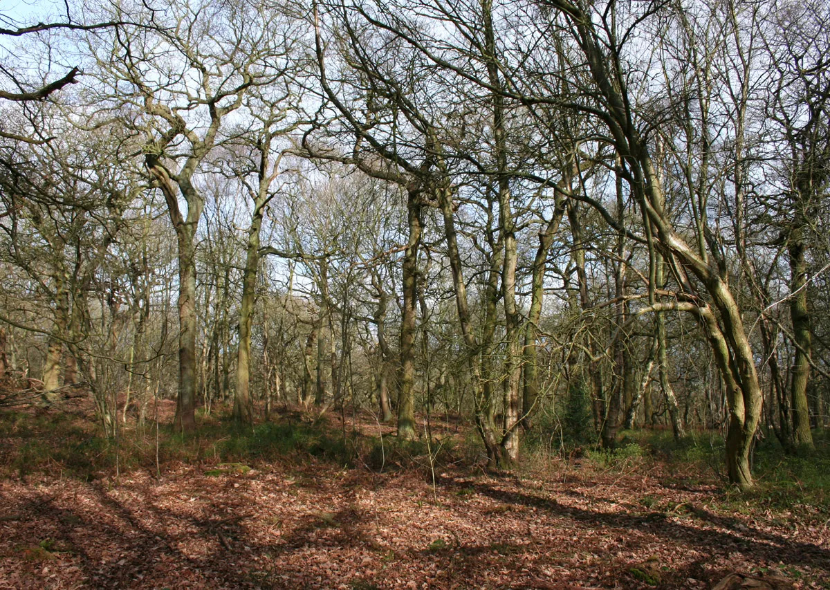 Photo showing: Woods on Stanner Nab, Peckforton Hills, Cheshire