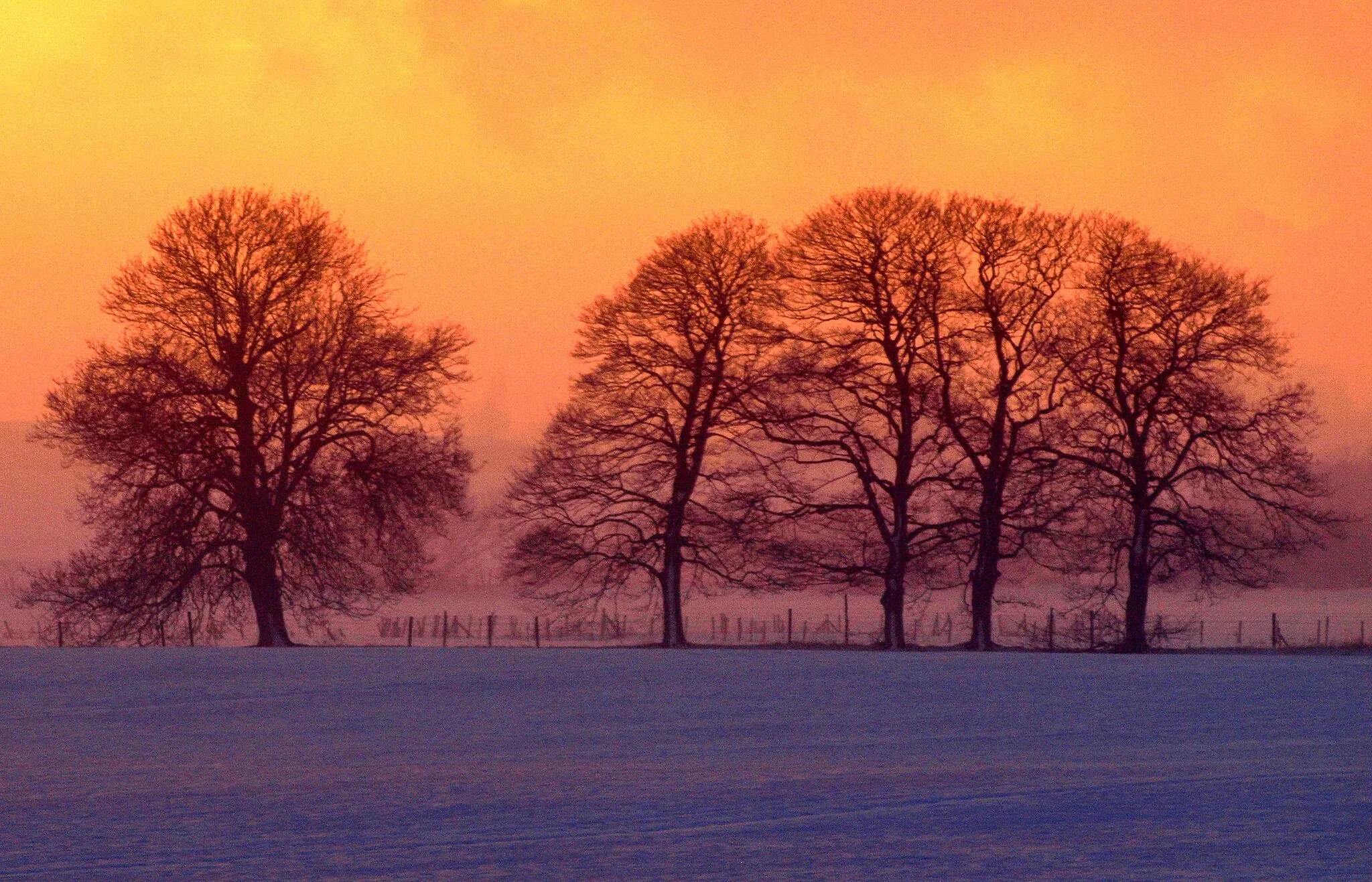 Photo showing: Bare Winter Trees just before Sunset
