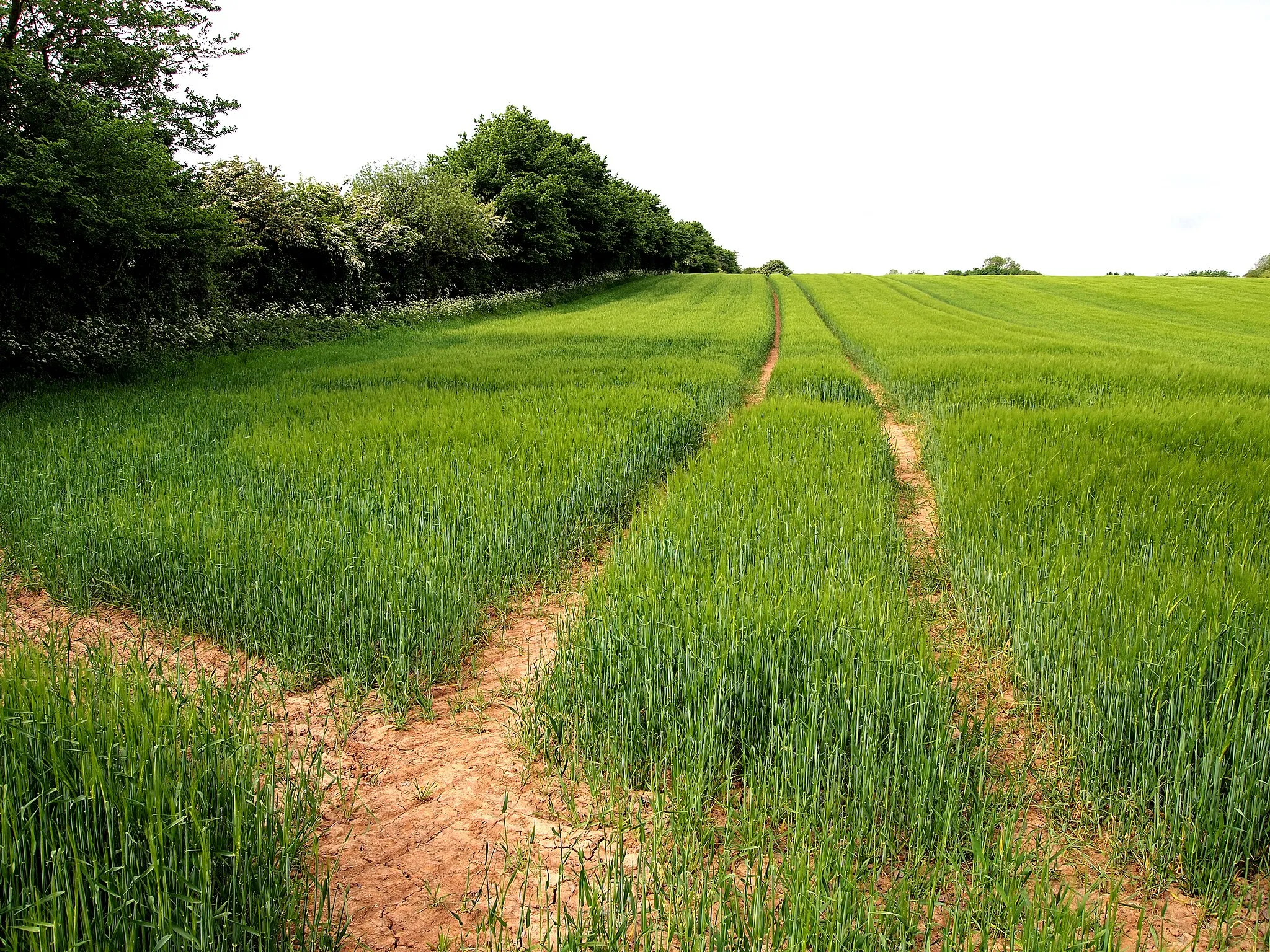 Photo showing: Barley Field