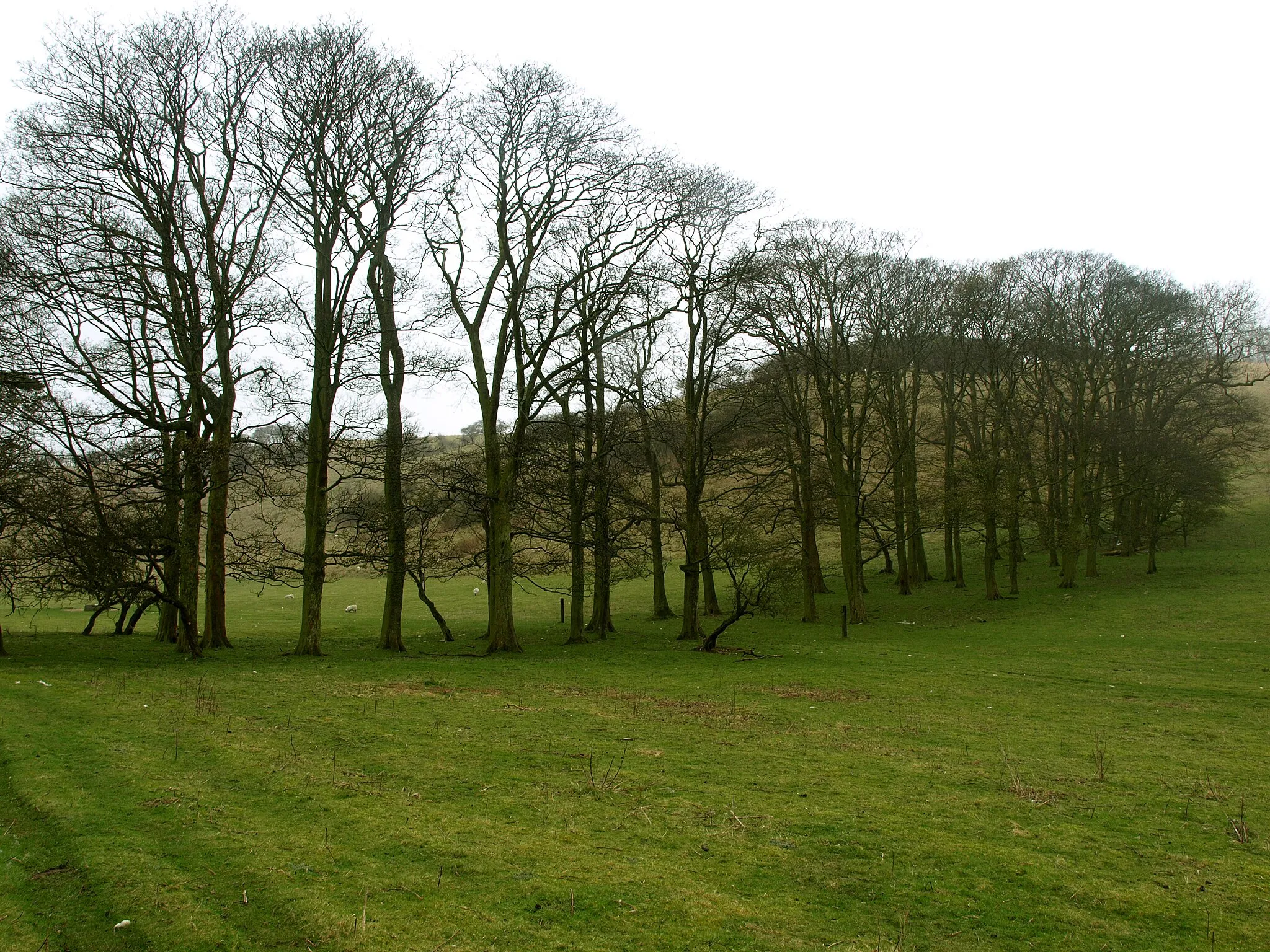 Photo showing: A small Wood in North Dale, Fordon, East Riding of Yorkshire, England.