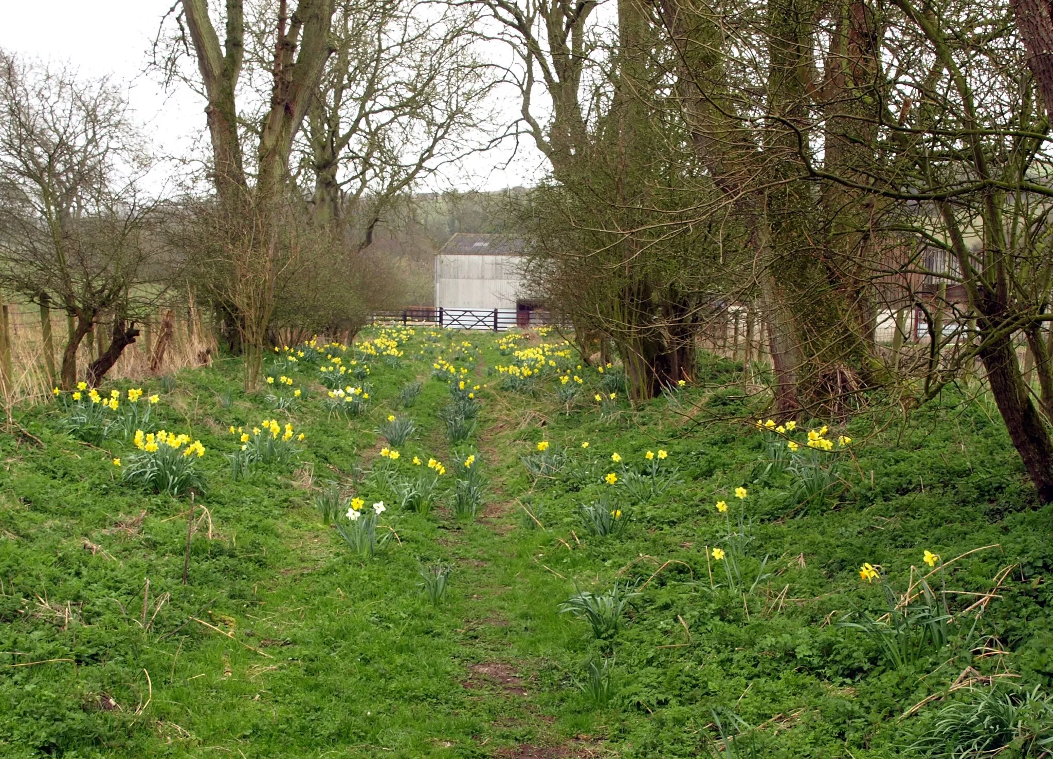 Photo showing: Footpath Daffodils at Fordon, East Riding of Yorkshire, England.