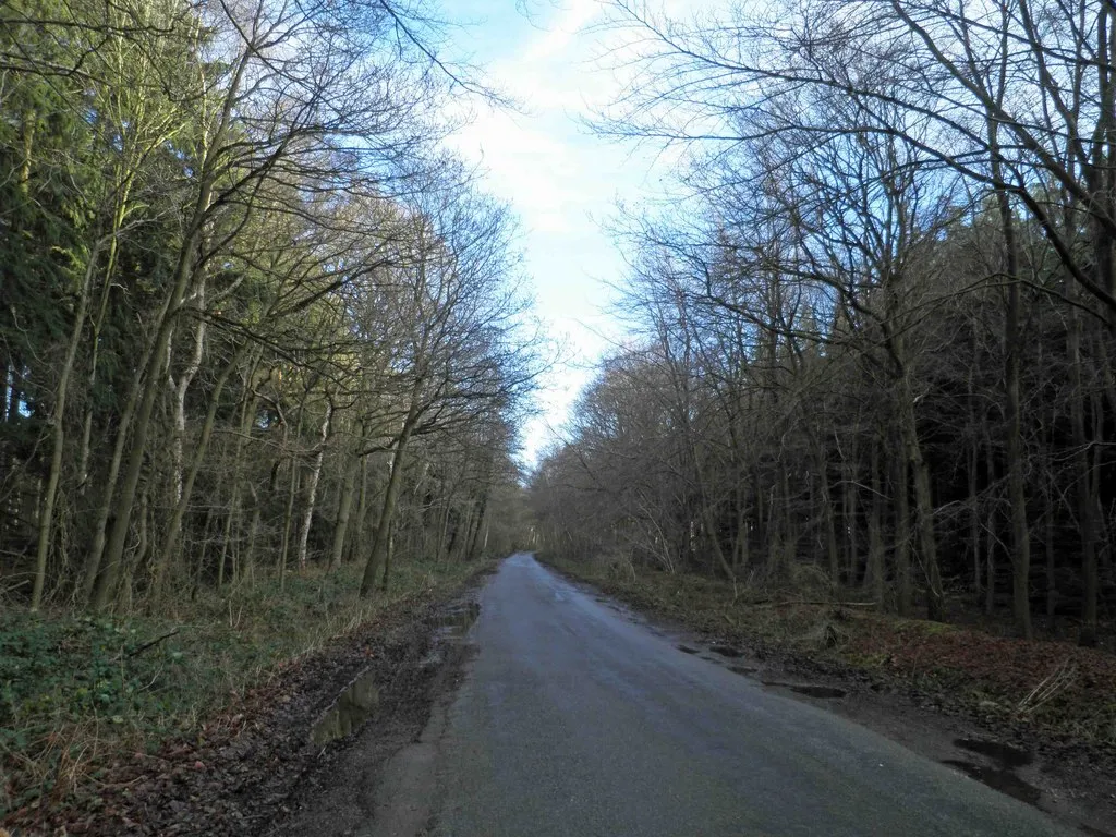 Photo showing: A wooded Gipsy Lane