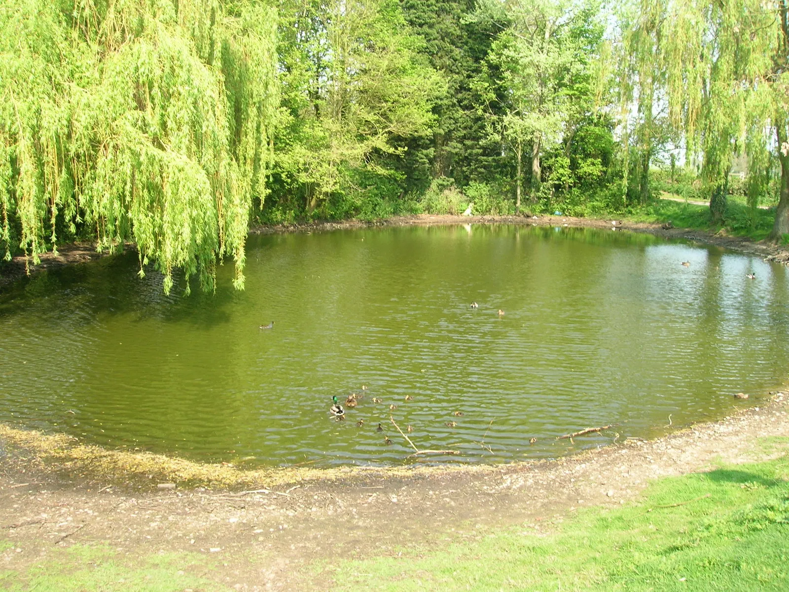 Photo showing: Duck pond, Warthill