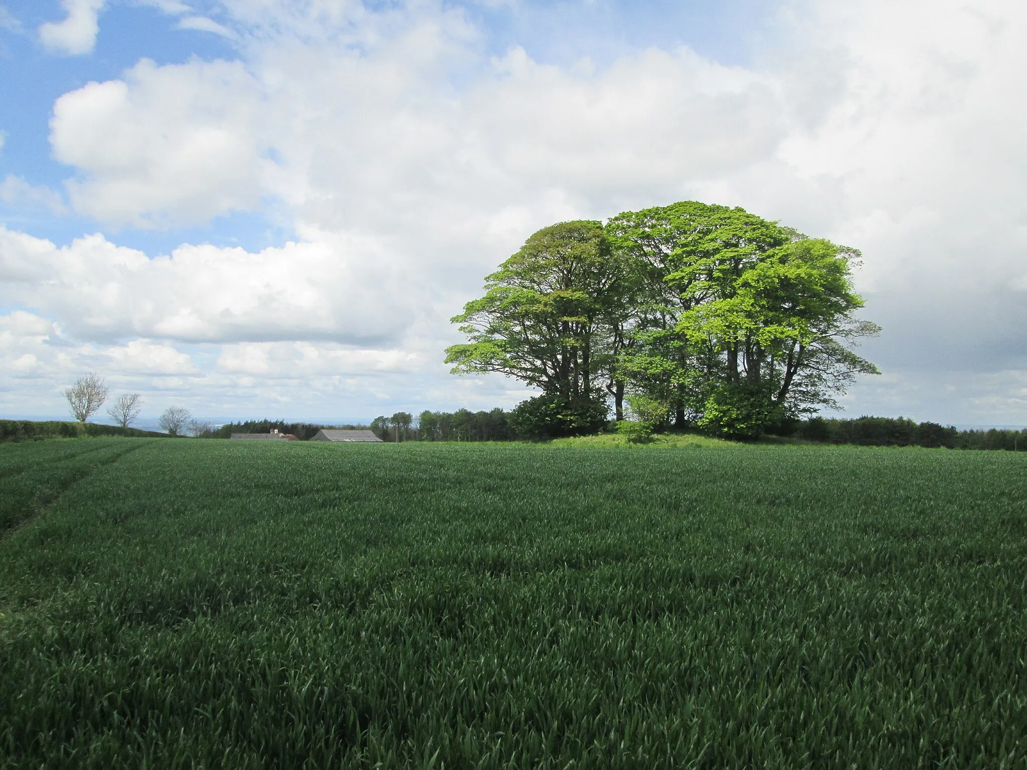 Photo showing: A  tree  topped  Tumulus  in  arable  crop