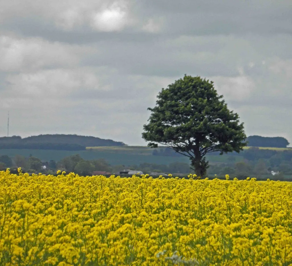 Photo showing: A lonely tree near Fulstow