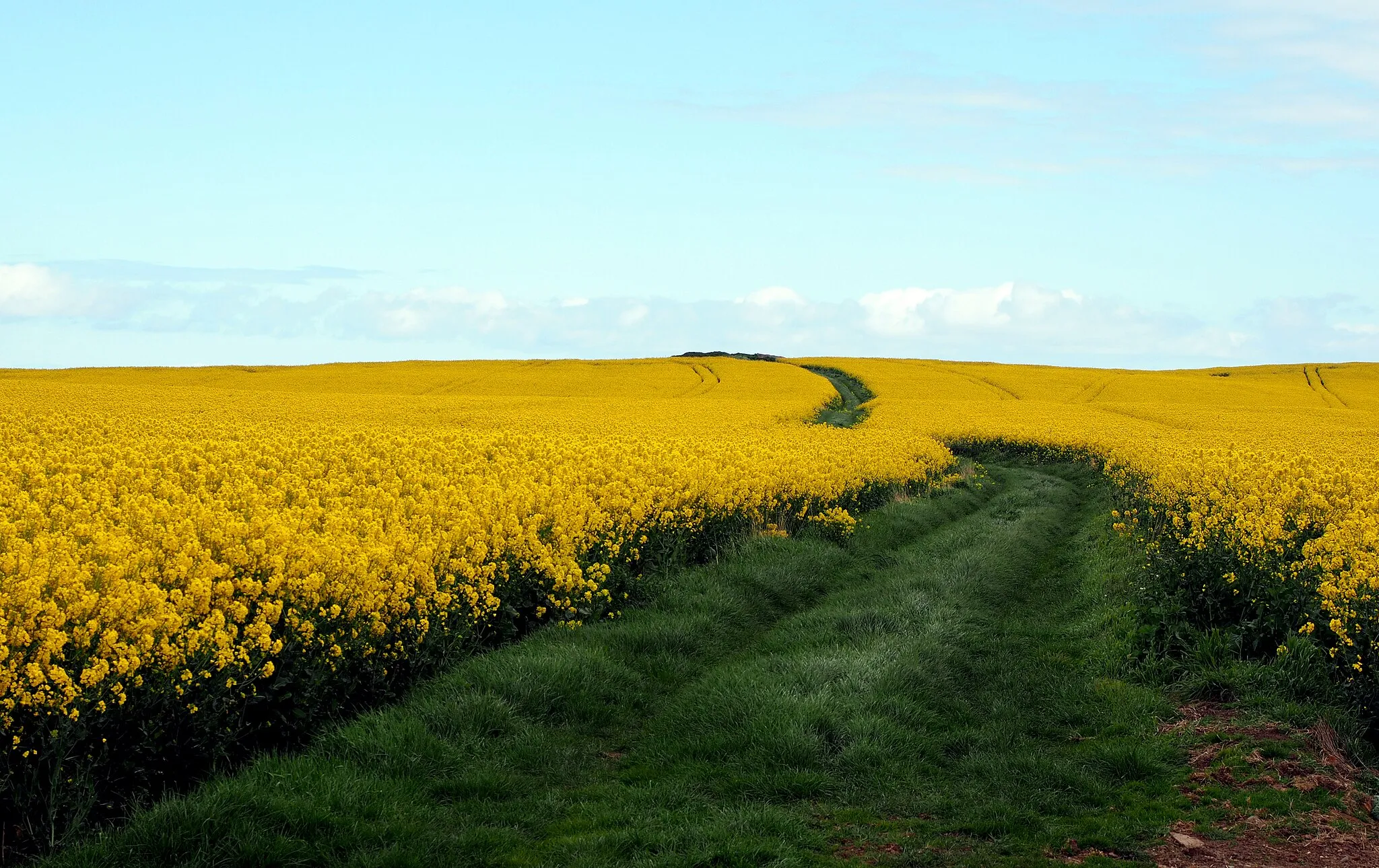 Photo showing: Grass Track in the Rapeseed