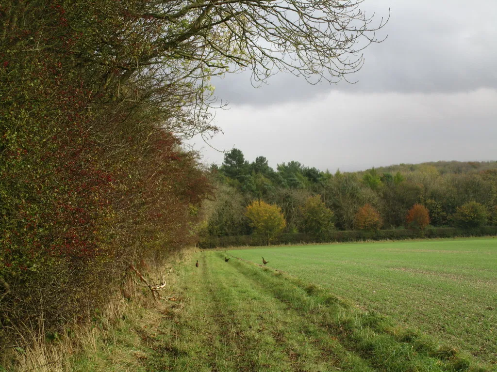 Photo showing: Above Welton Dale, Elloughton, East Riding of Yorkshire, England. The land slopes gently down before the steeper slope through the woodland. Pheasants in abundance.