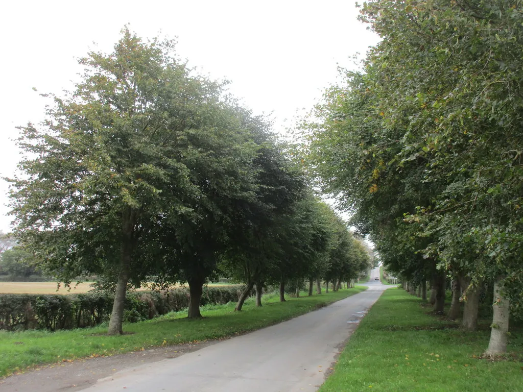 Photo showing: Avenue of trees, Brigham Lane