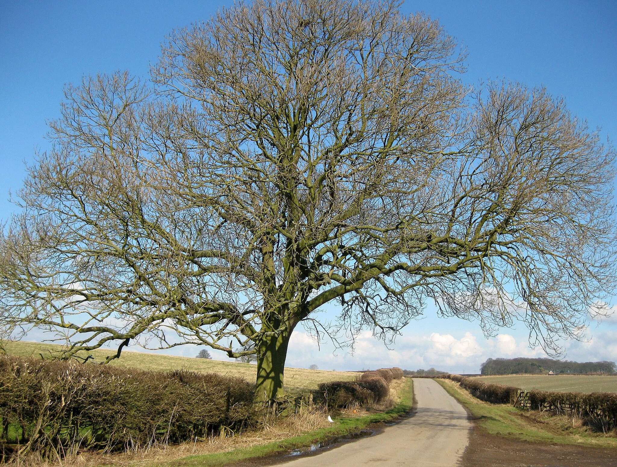 Photo showing: Ash tree, Kelstern This wonderful ash tree demands all your attention when you are near. It stands at the junction of bridlepath (on right of picture)and road.