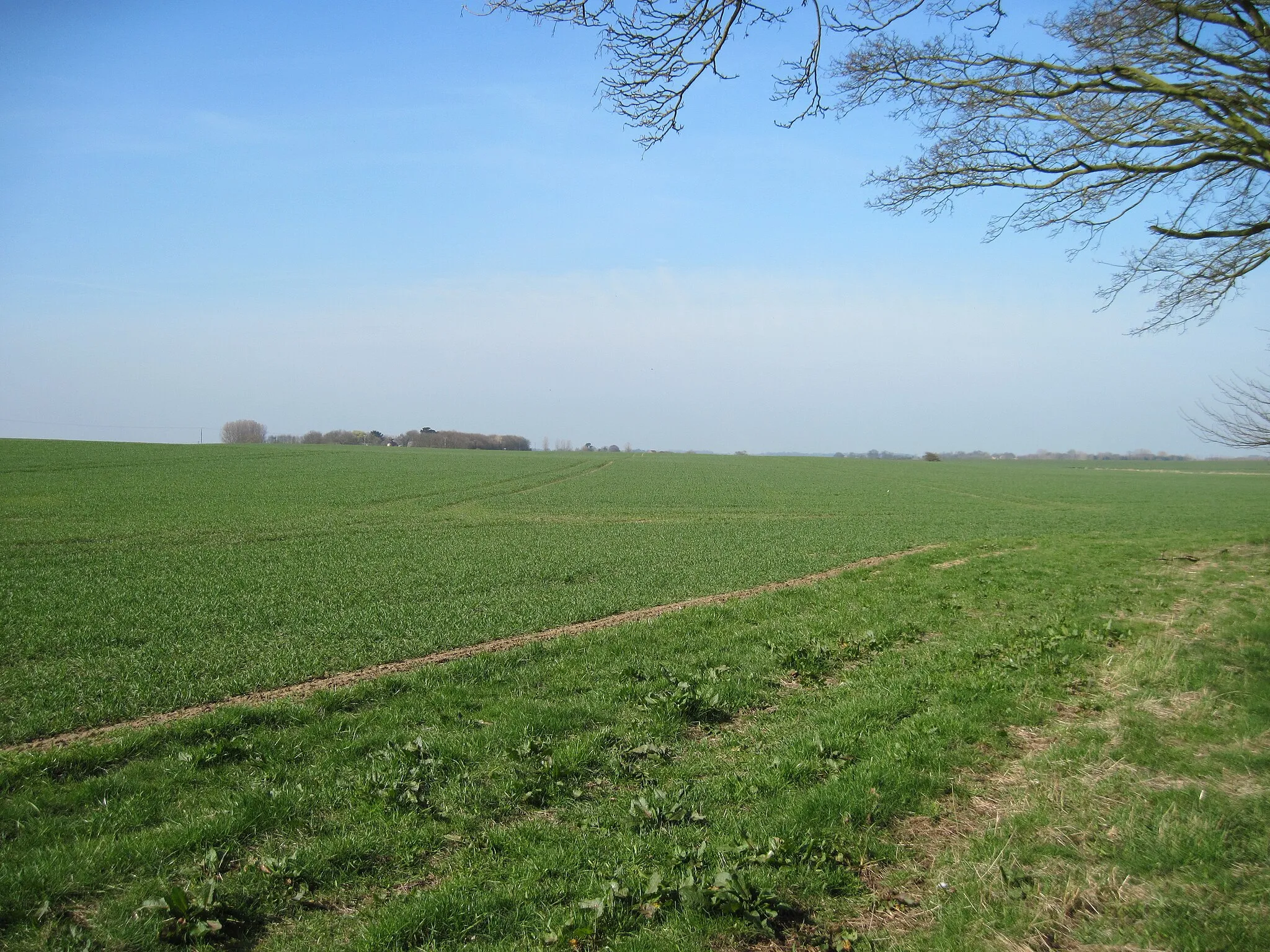 Photo showing: Corner of Hatfield Wood toward Broom  Hill, Great Hatfield, East Riding of Yorkshire, England. The flat landscape of Holderness